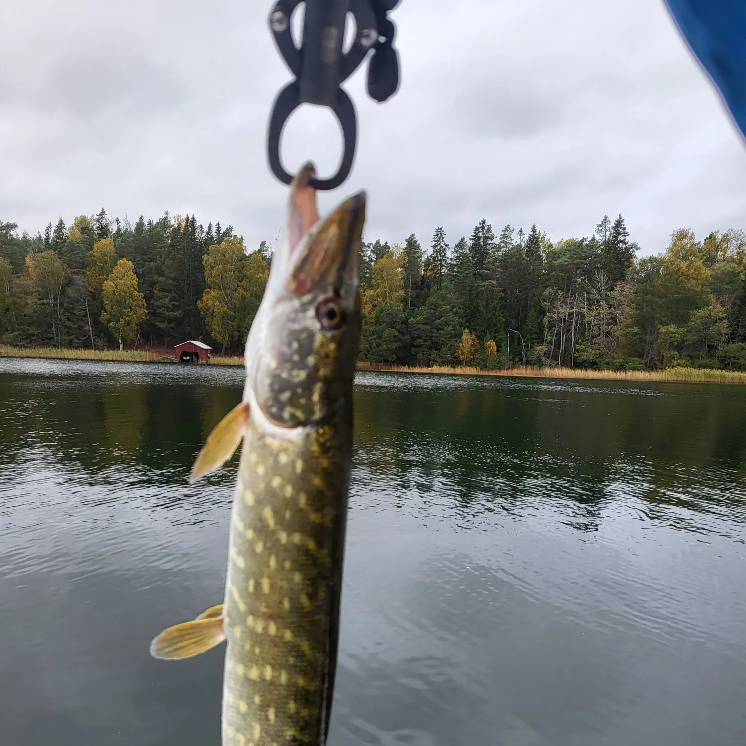 Northern pike caught on Fishbrain