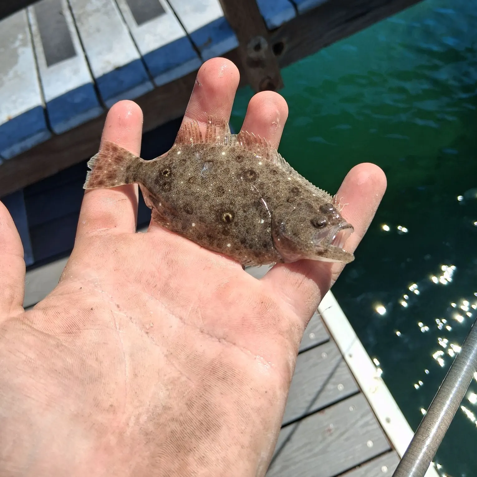 The most recent California halibut catches on Fishbrain