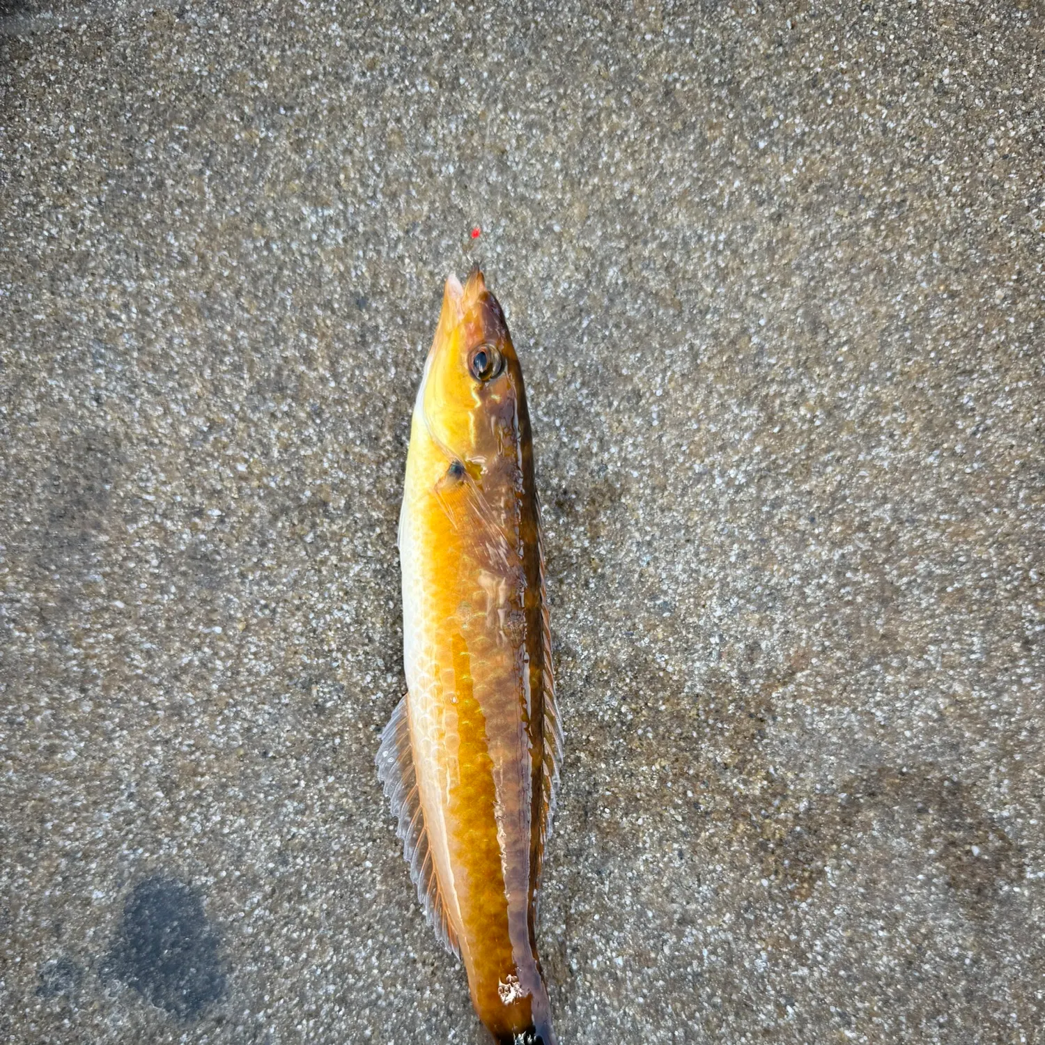 The most recent Señorita catches on Fishbrain