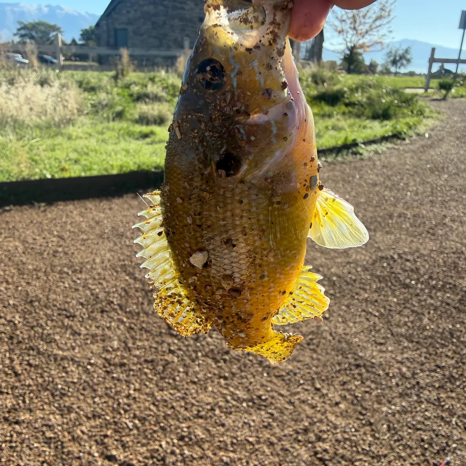 Green sunfish caught on Fishbrain