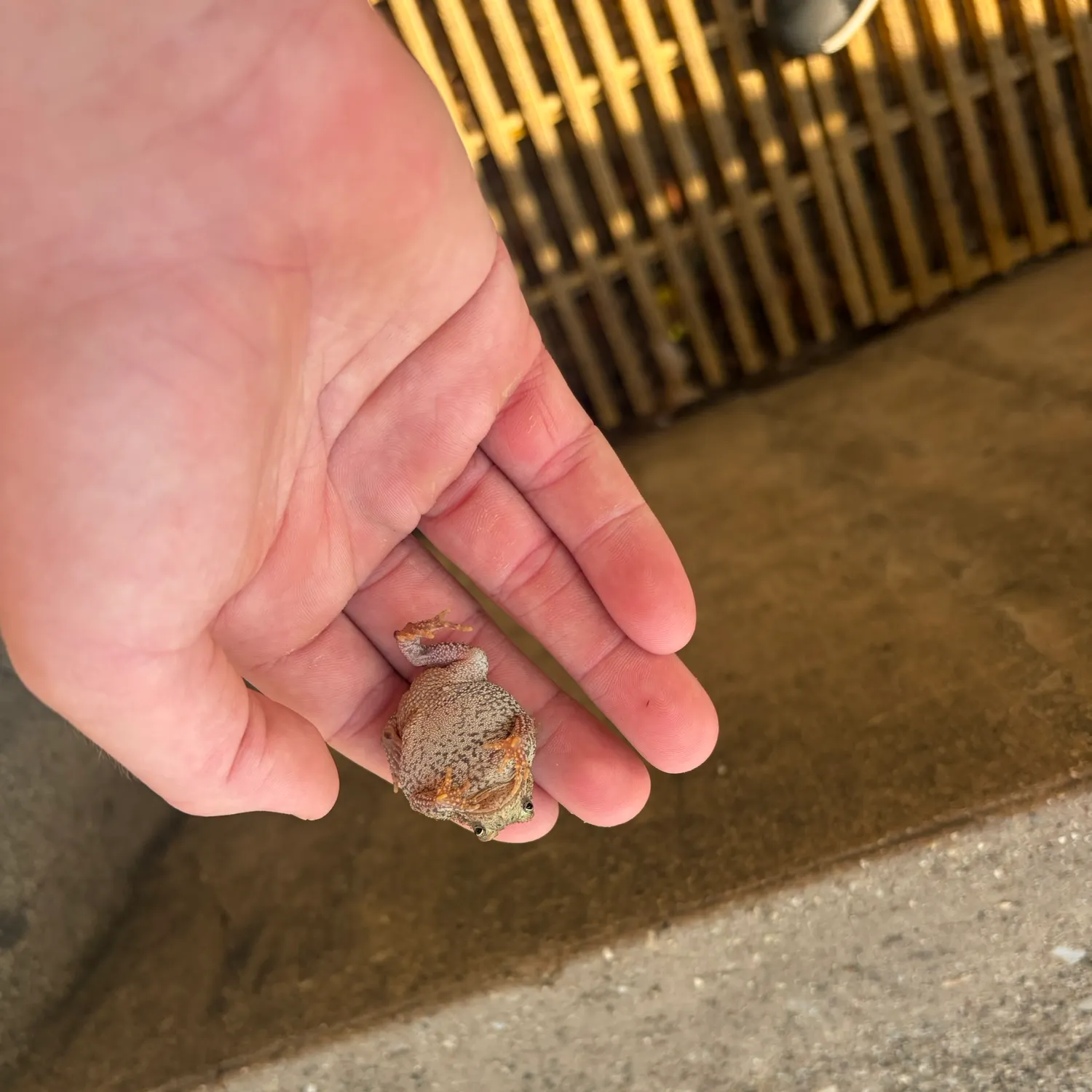 The most recent Pickerel frog catches on Fishbrain