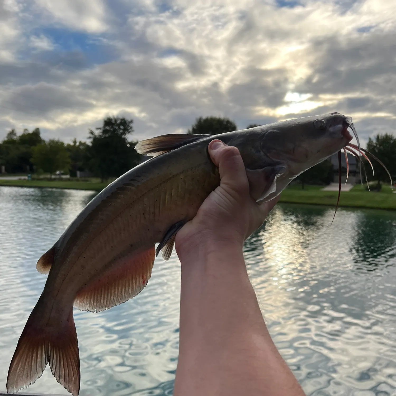 Channel catfish caught on Fishbrain