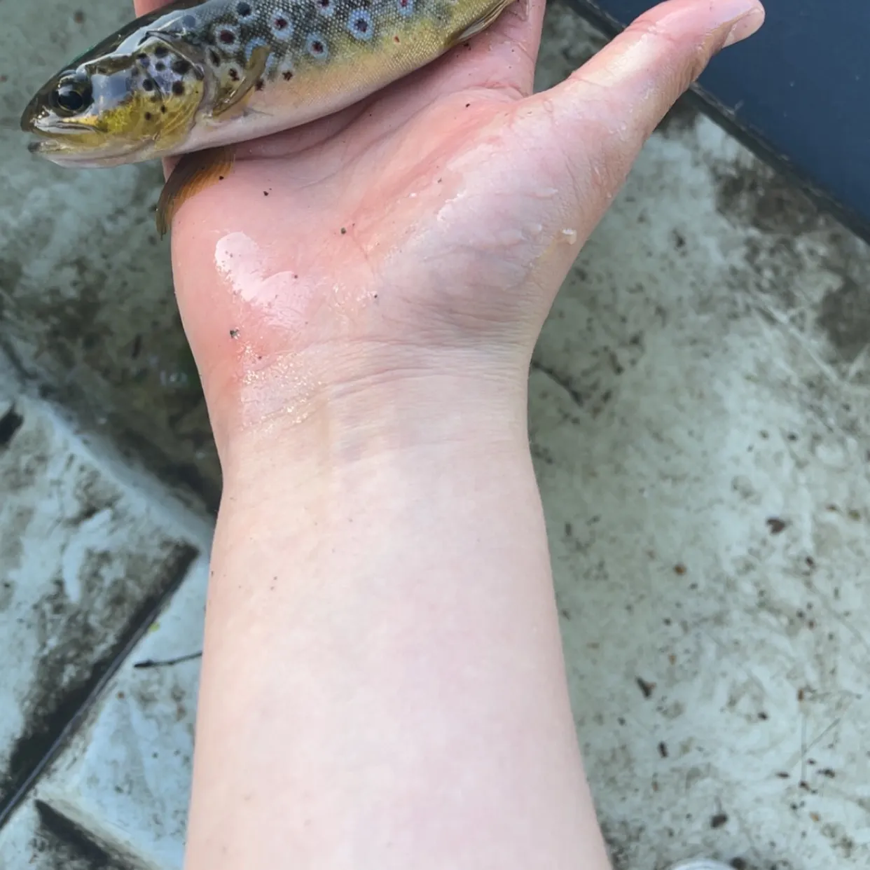 The most recent Lake trout catches on Fishbrain