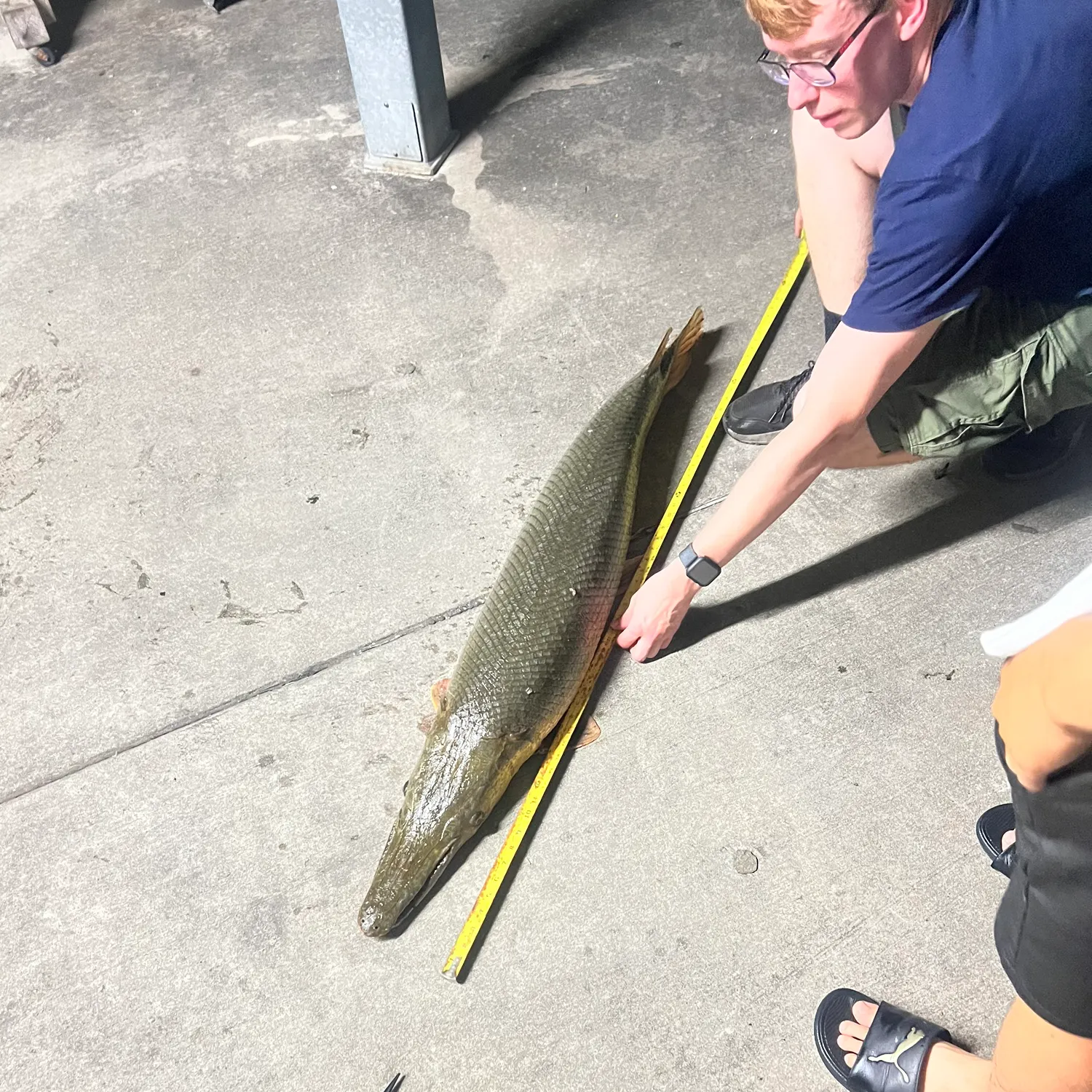 The most recent Alligator gar catches on Fishbrain