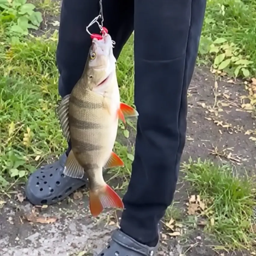 European perch caught on Fishbrain