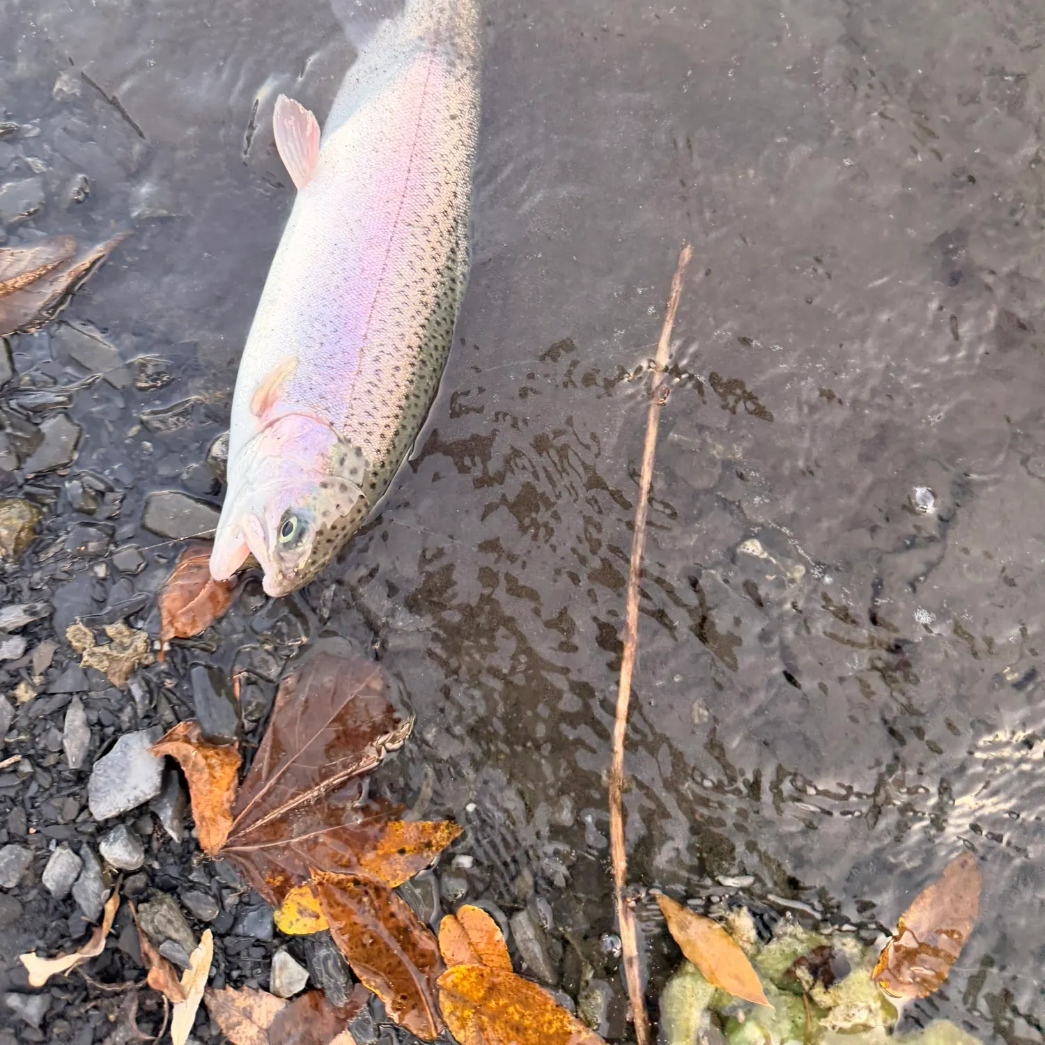 Rainbow trout caught on Fishbrain