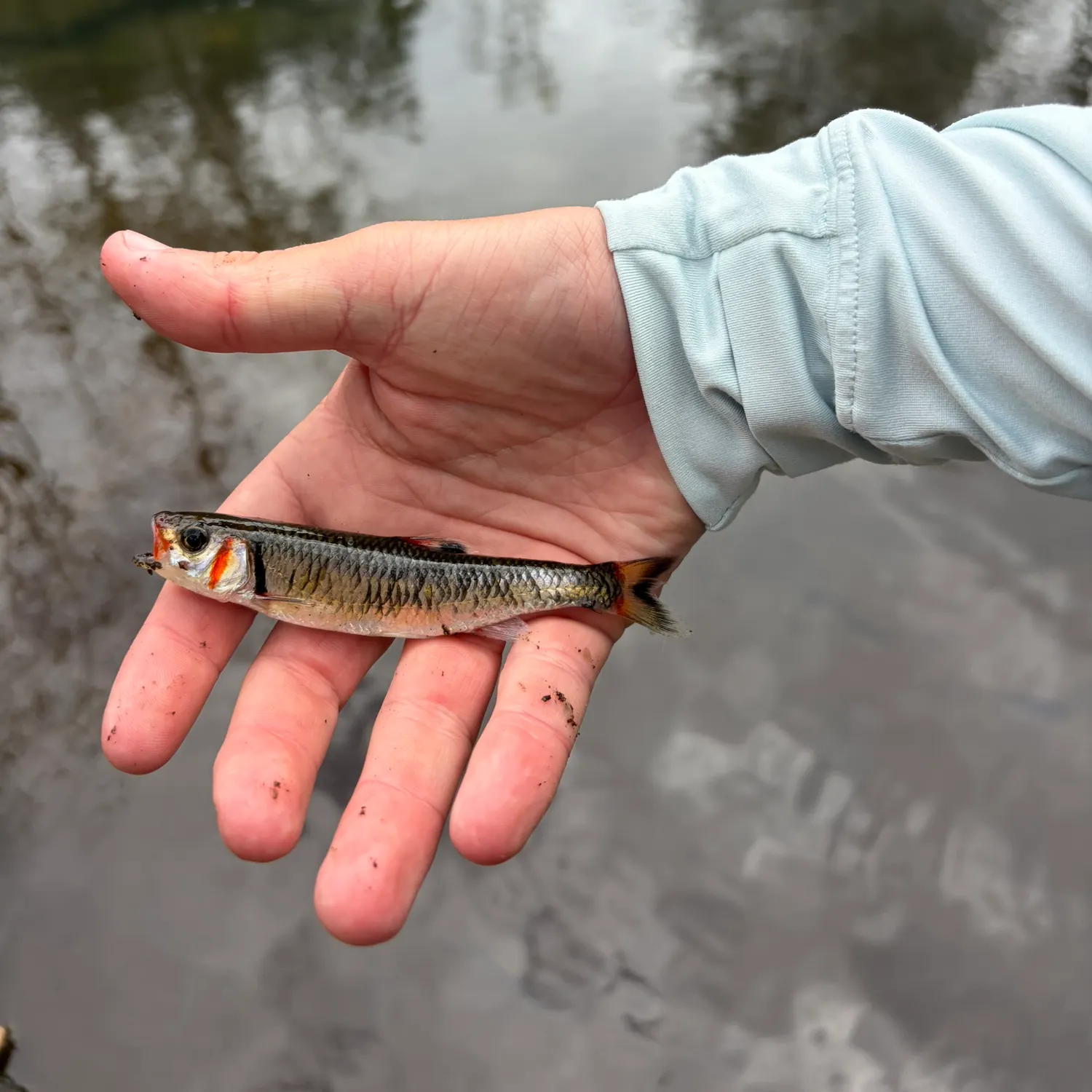 The most recent Warpaint shiner catches on Fishbrain