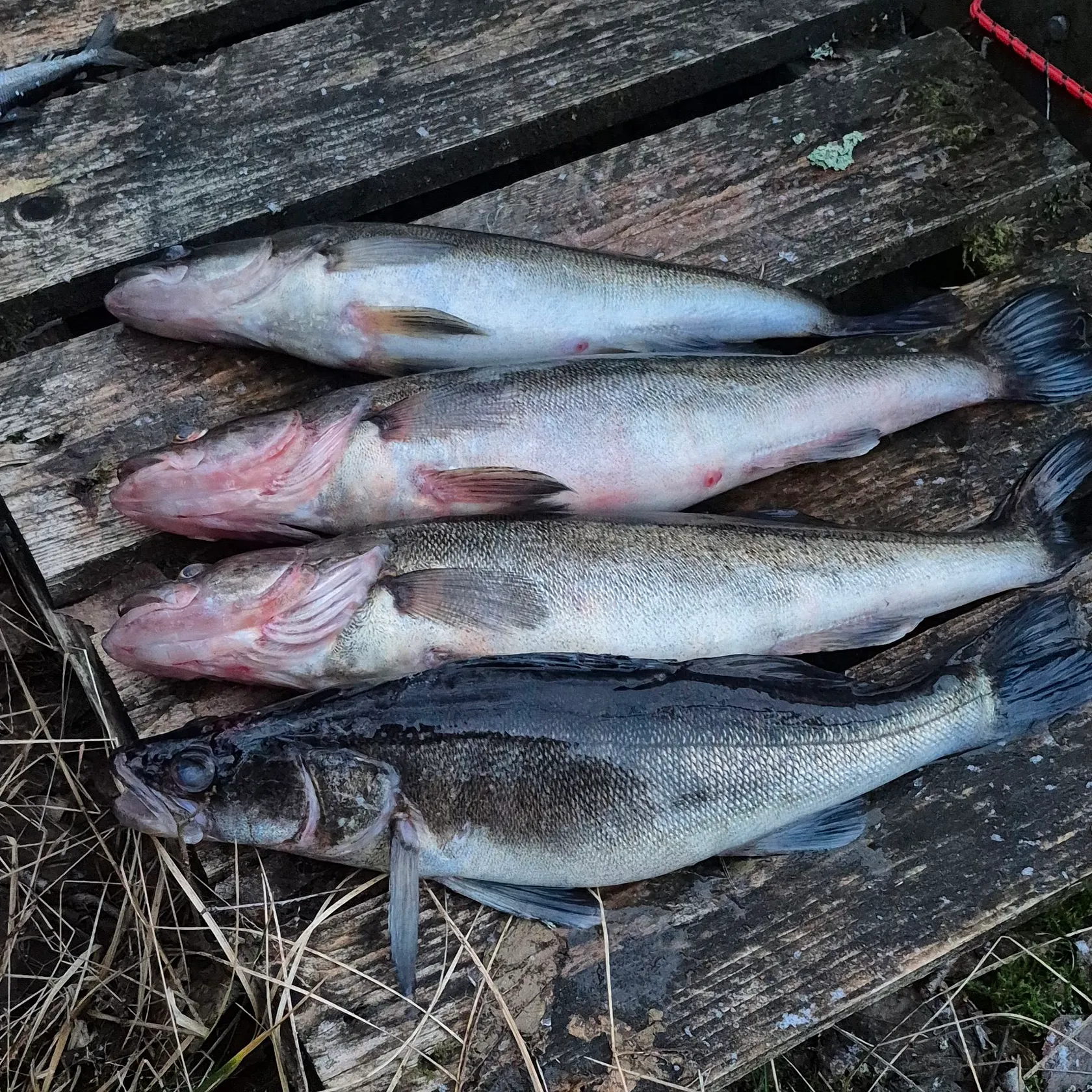 The most recent Zander catches on Fishbrain