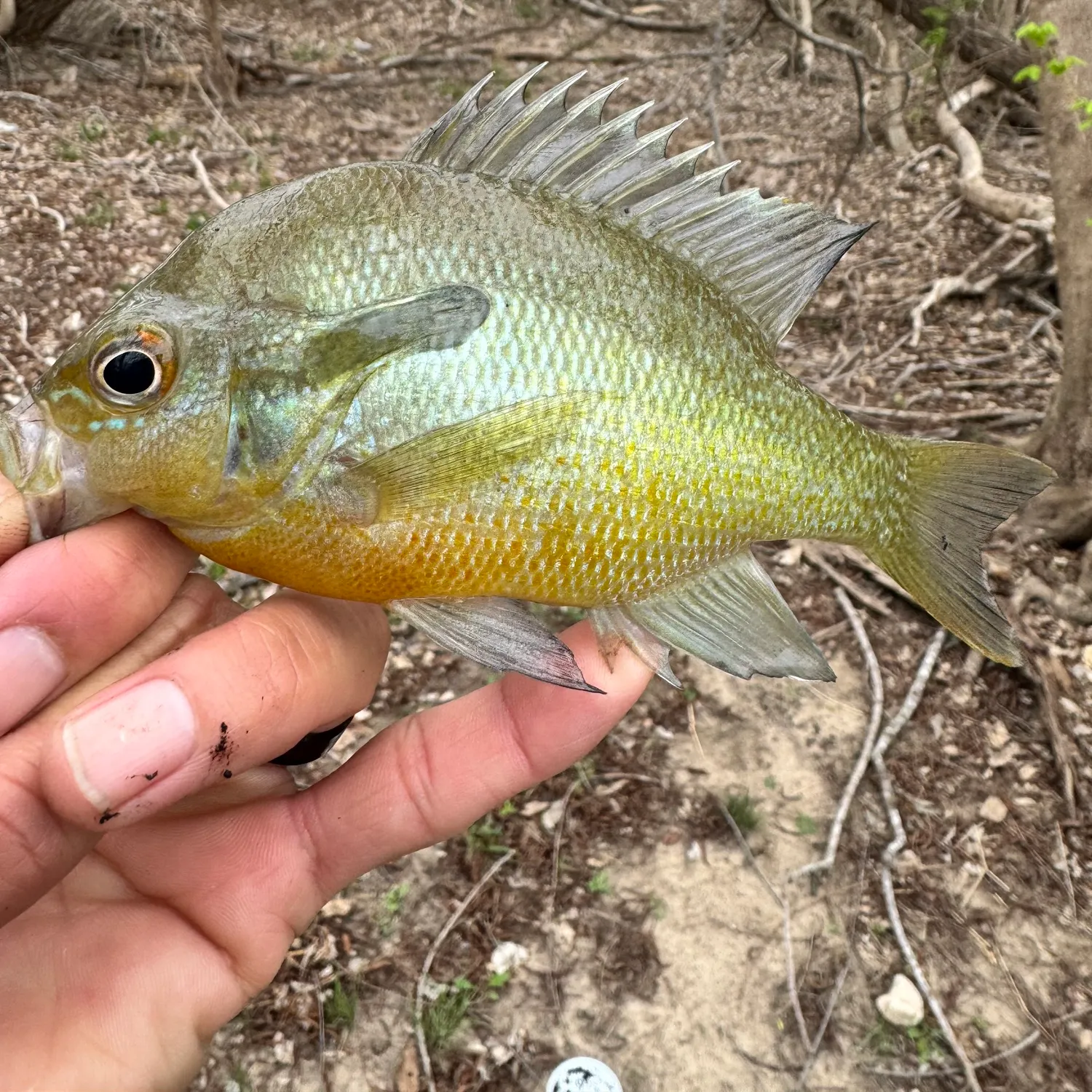 The most recent Redbreast sunfish catches on Fishbrain