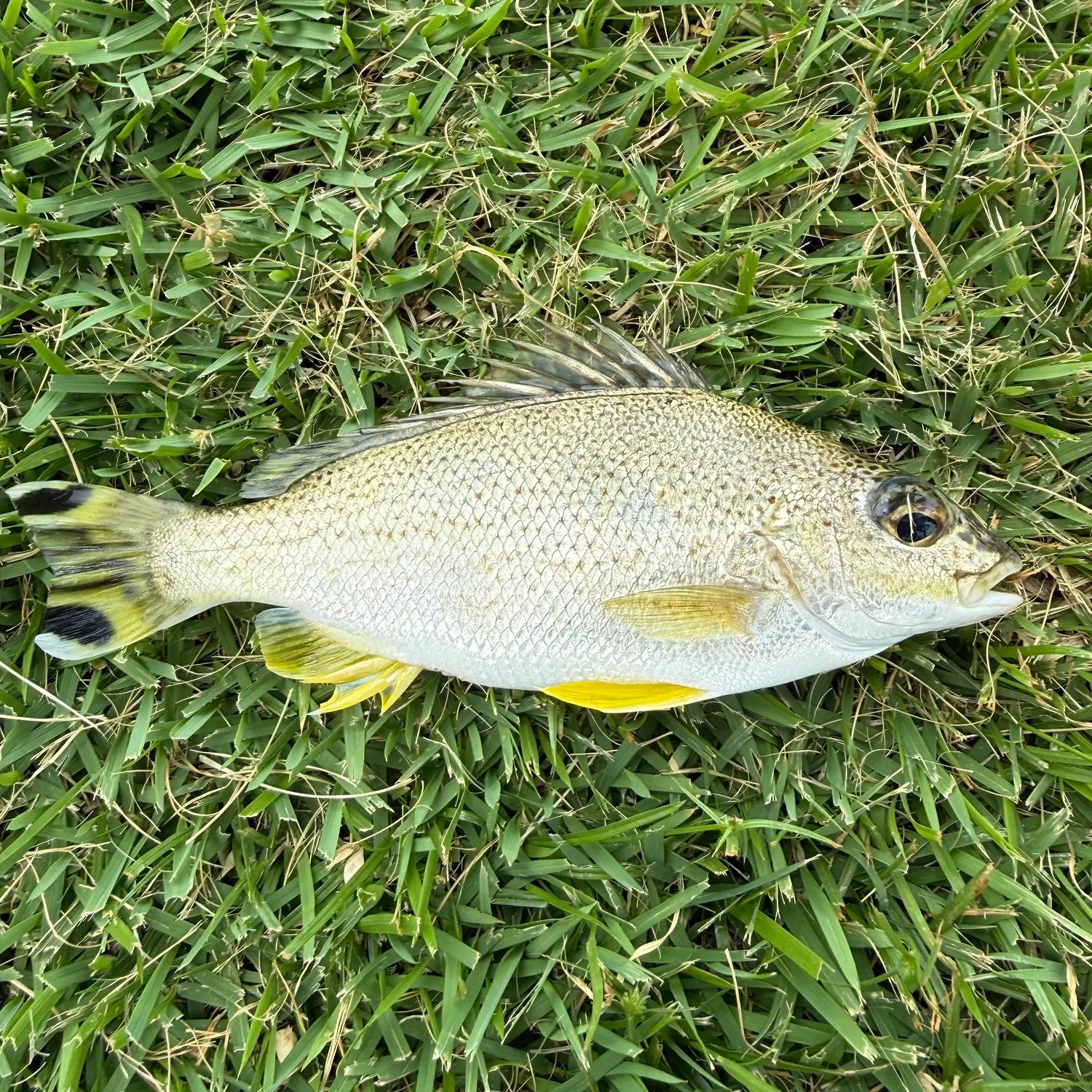 The most recent Yellowtail Grunter catches on Fishbrain