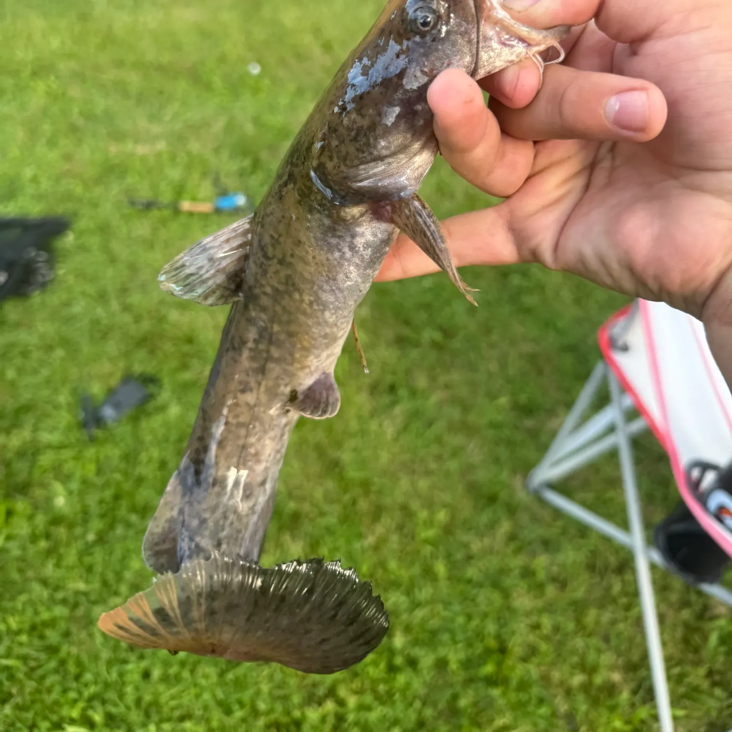 Flathead catfish caught on Fishbrain