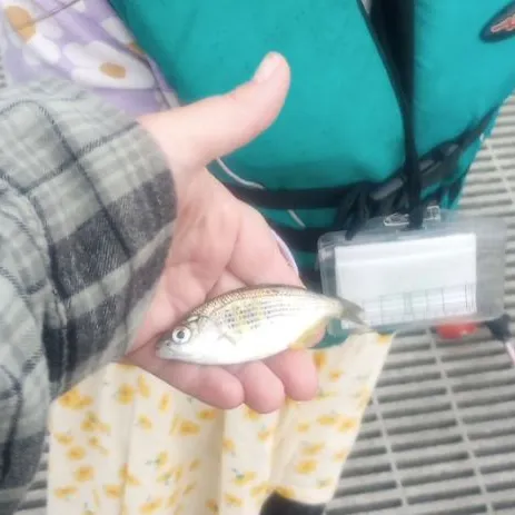 The most recent Shiner perch catches on Fishbrain