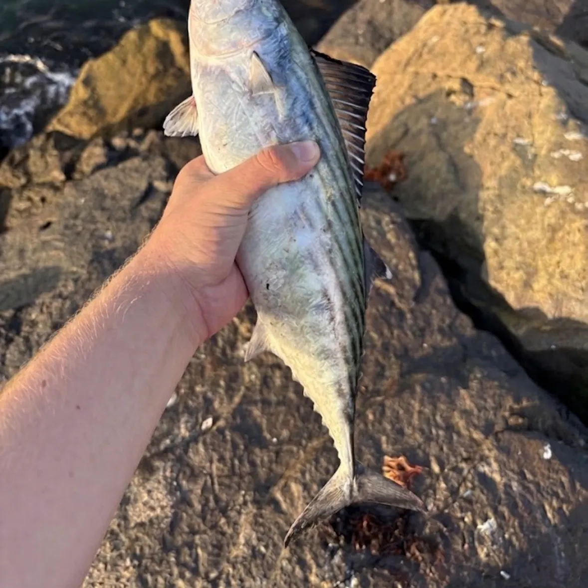 Pacific bonito caught on Fishbrain