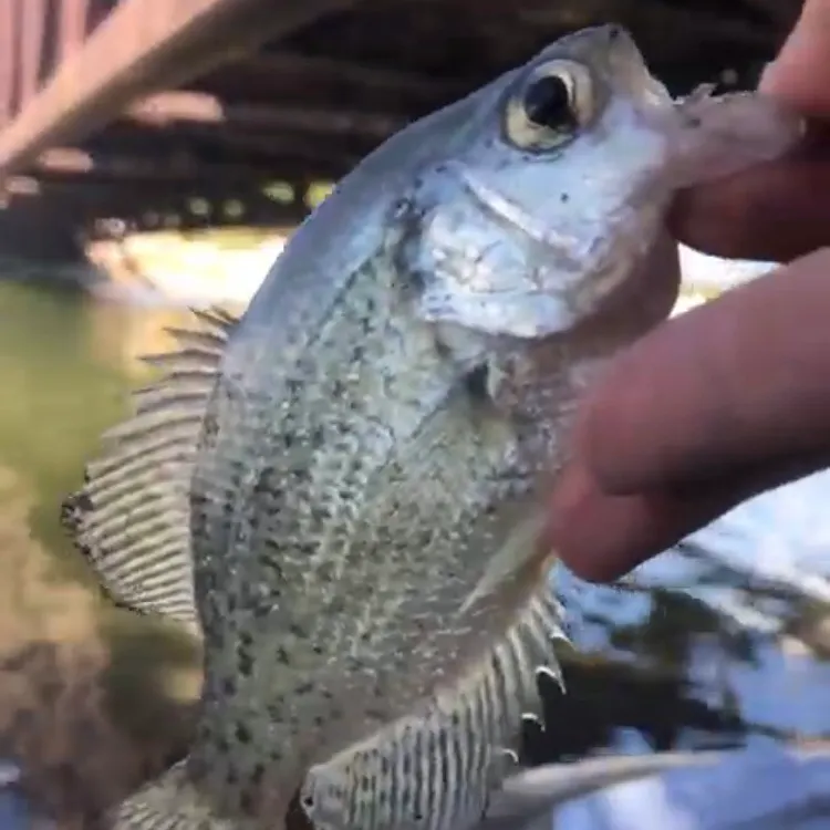 Black crappie caught on Fishbrain