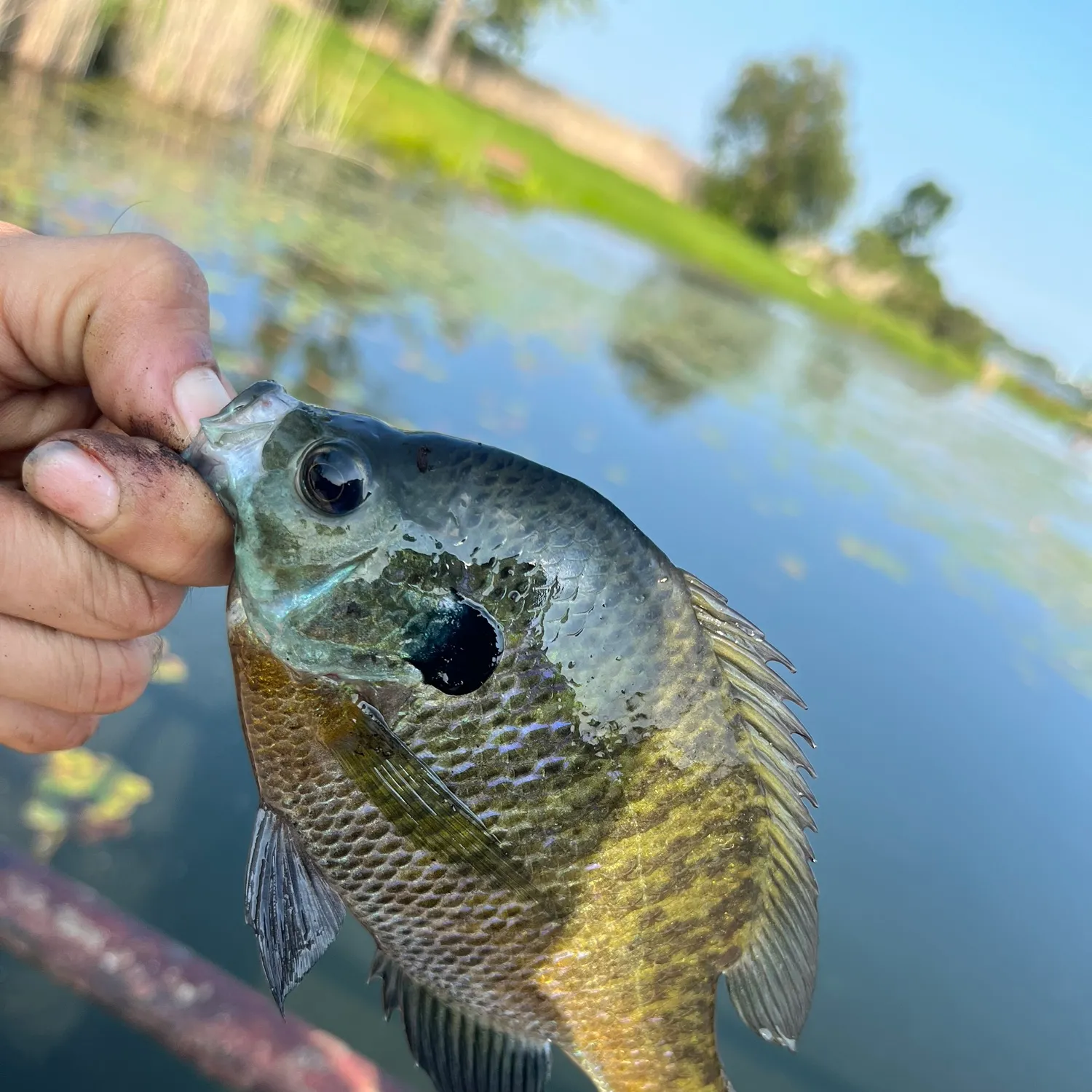 Bluegill caught on Fishbrain