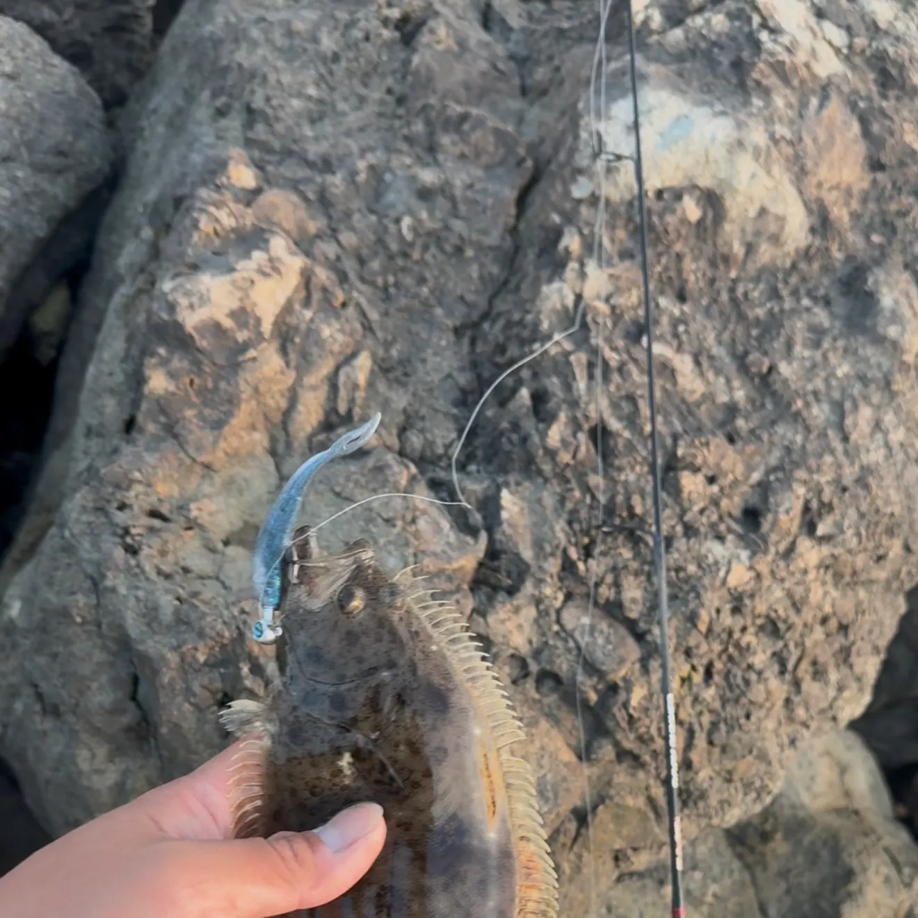 California halibut caught on Fishbrain