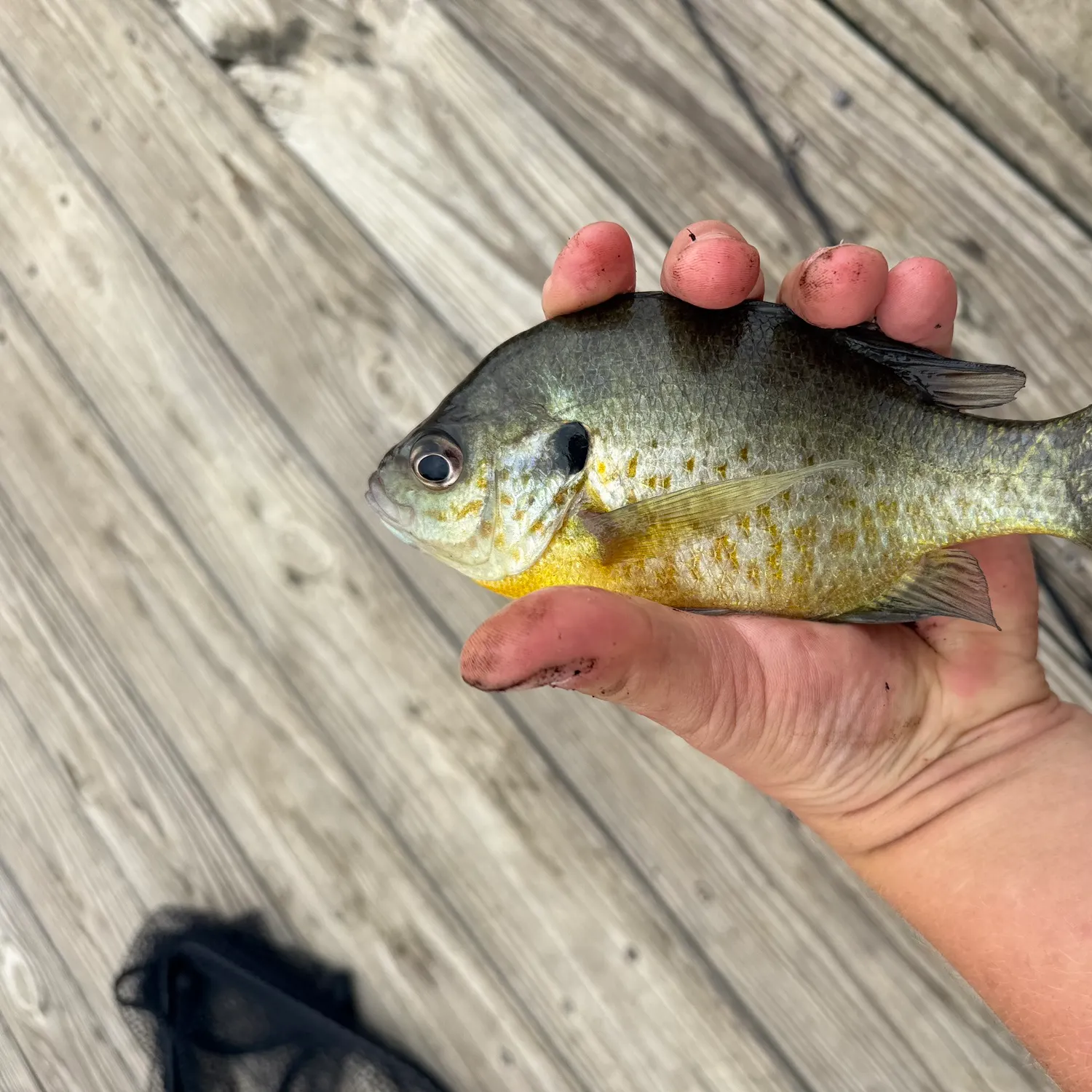 Bluegill caught on Fishbrain