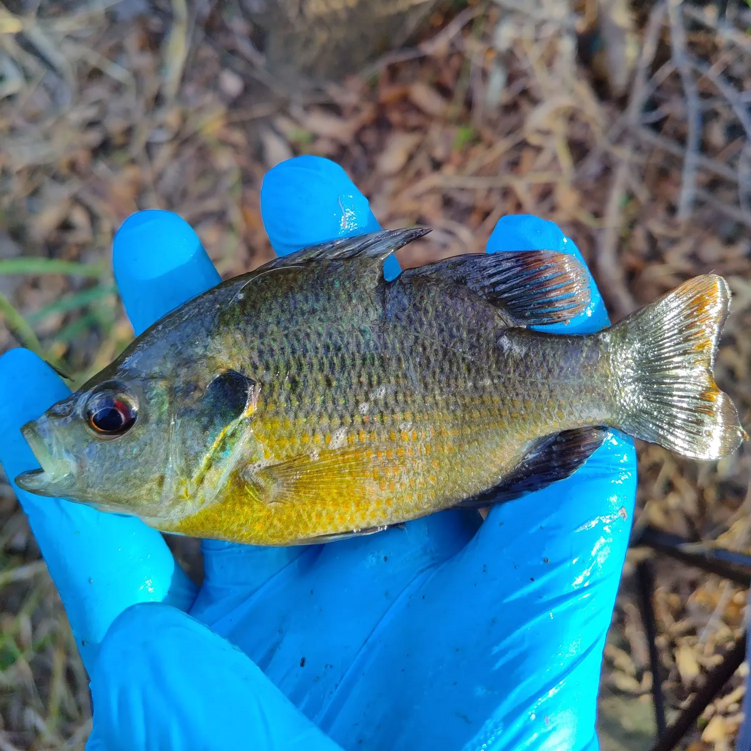 The most recent Redspotted sunfish catches on Fishbrain