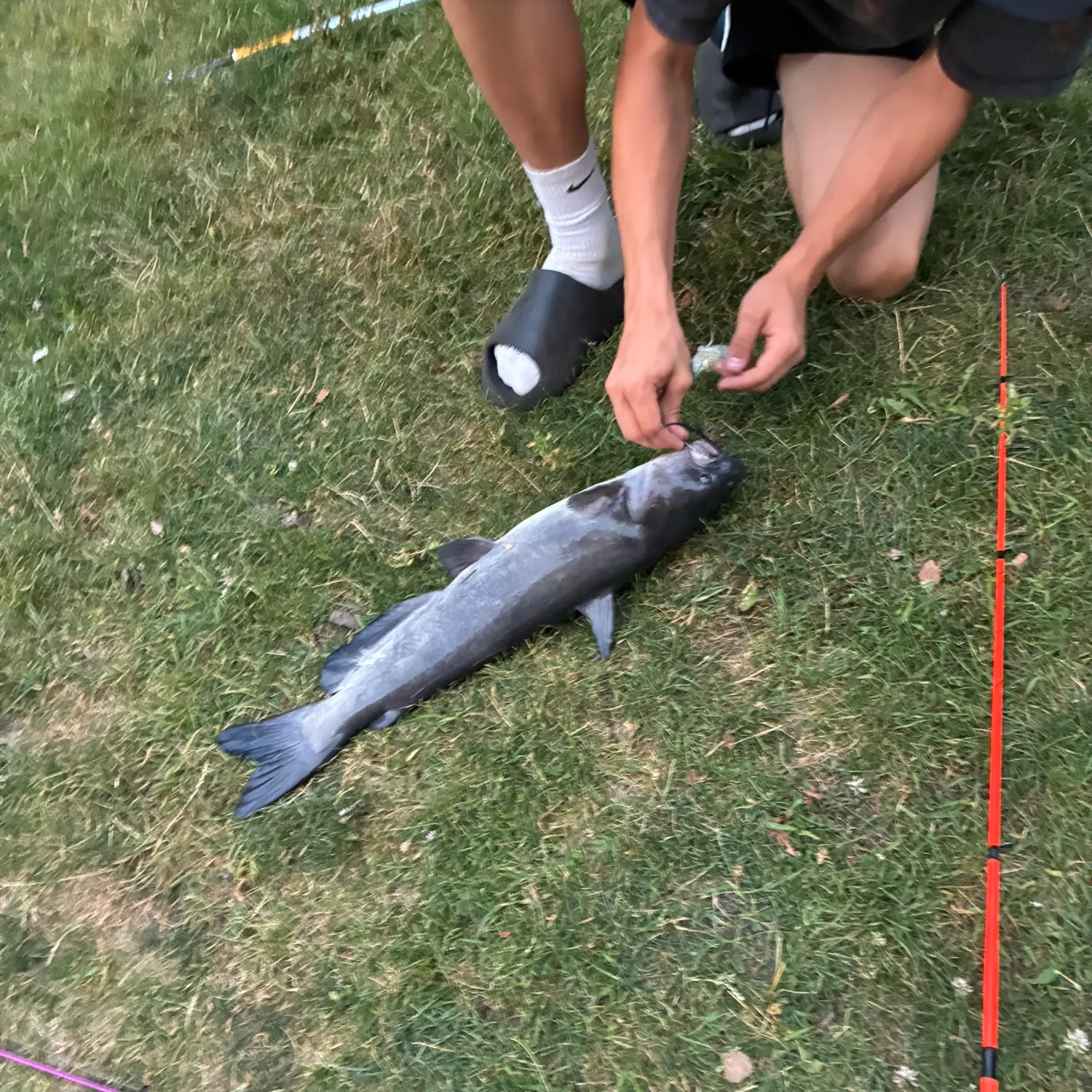 Blue catfish caught on Fishbrain