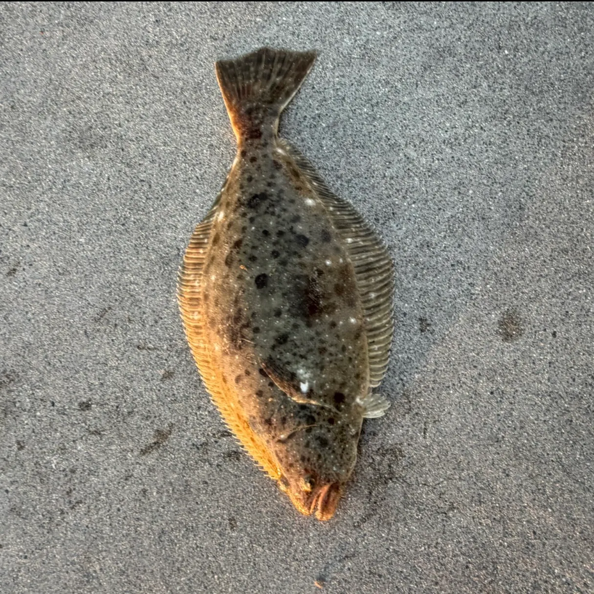 California halibut caught on Fishbrain