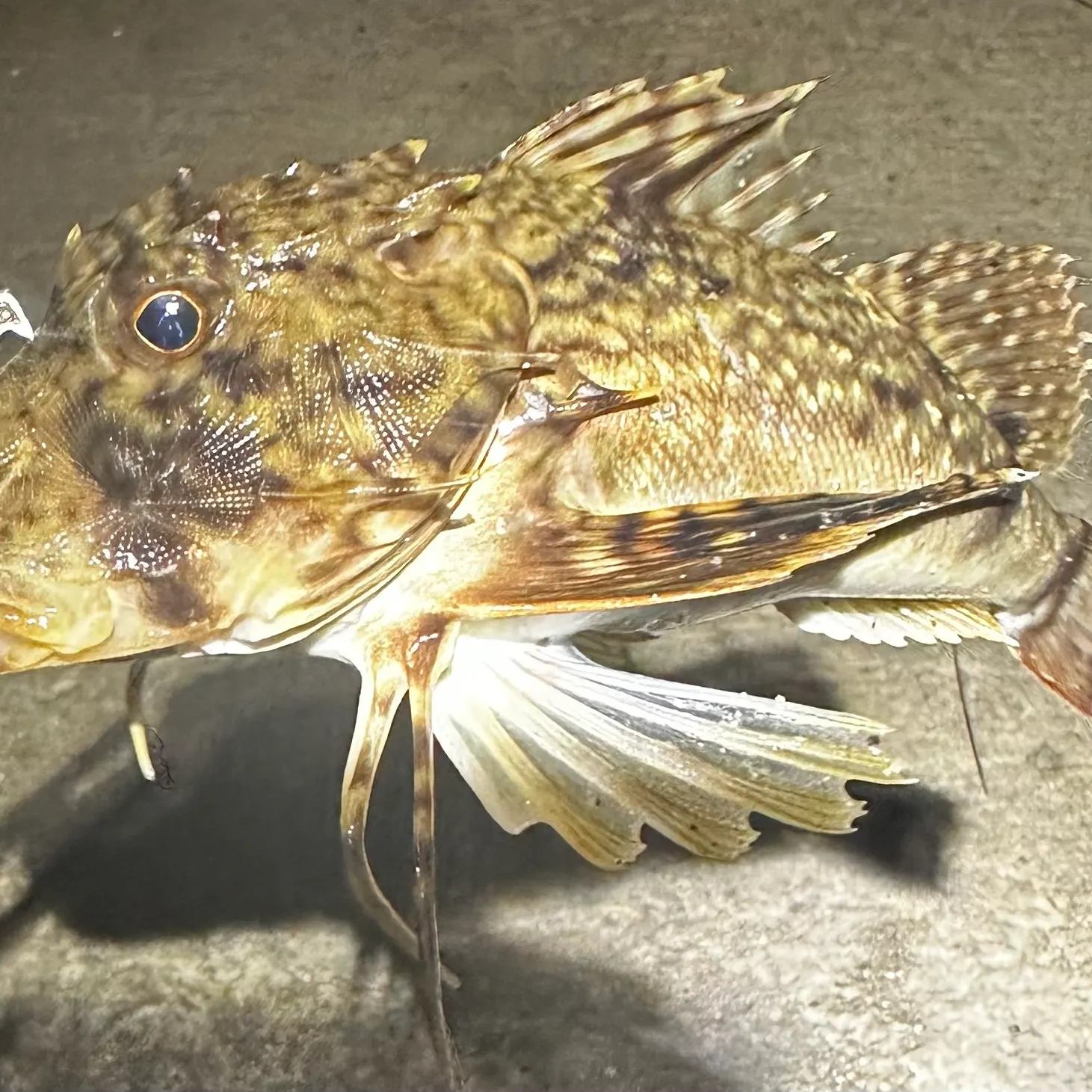 recently logged catches