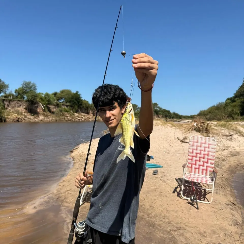 The most recent Spotted pimelodus catches on Fishbrain
