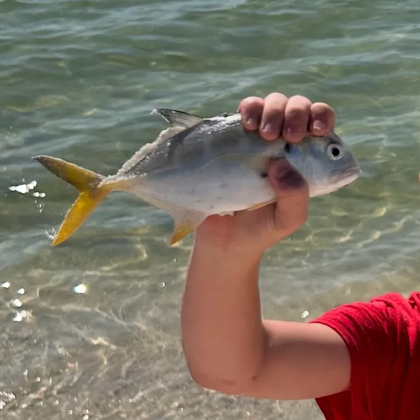 Crevalle jack caught on Fishbrain