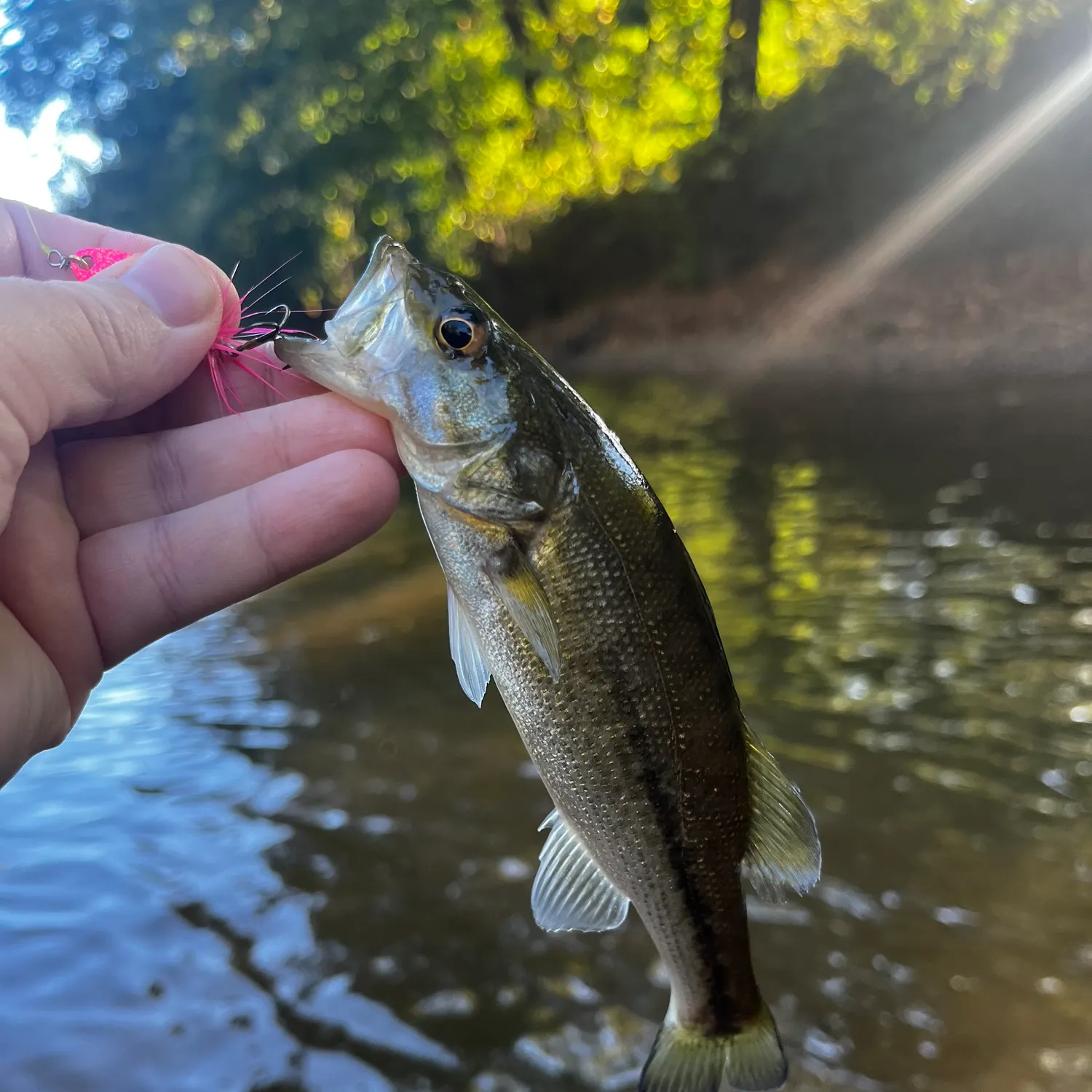 Spotted bass caught on Fishbrain