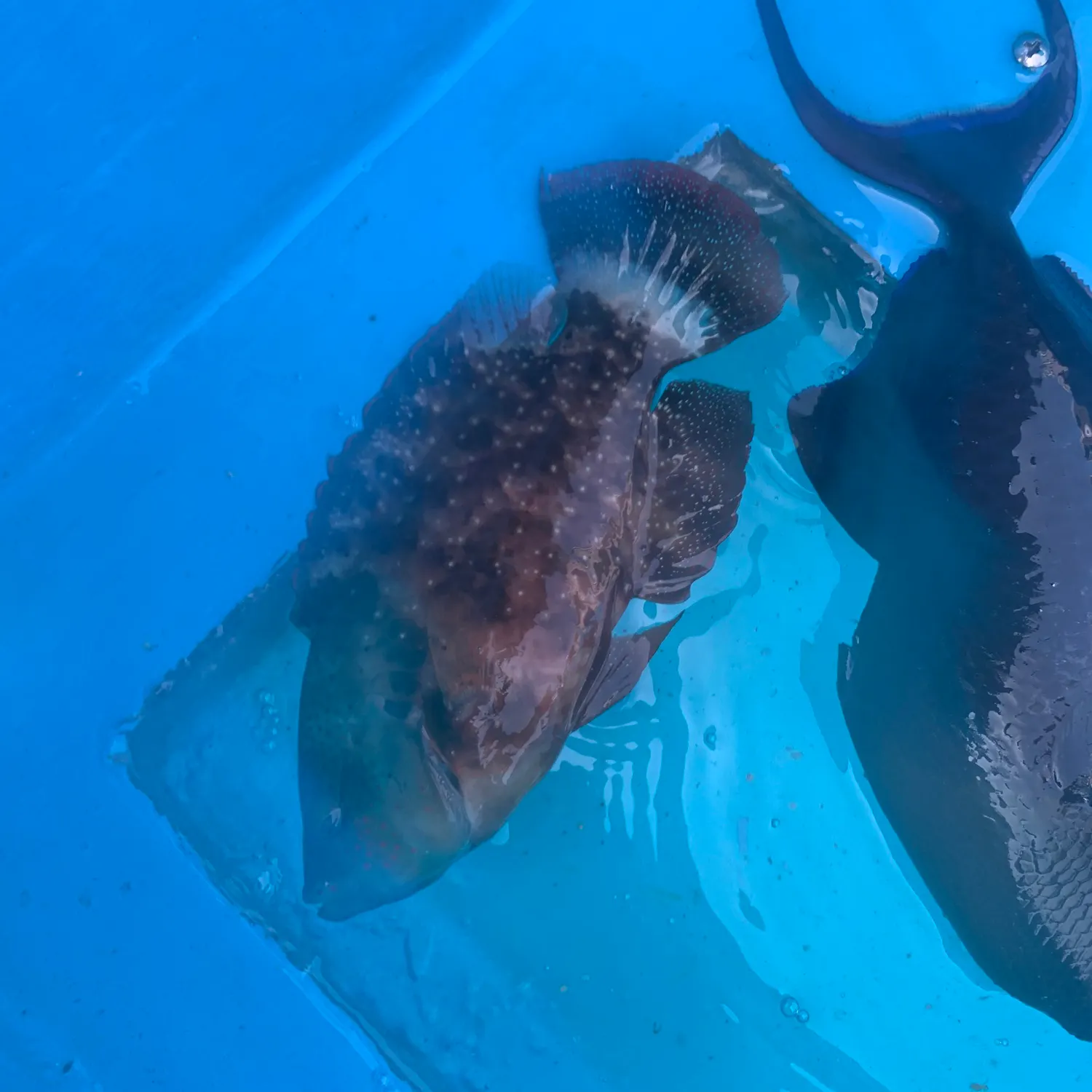 The most recent Dusky grouper catches on Fishbrain