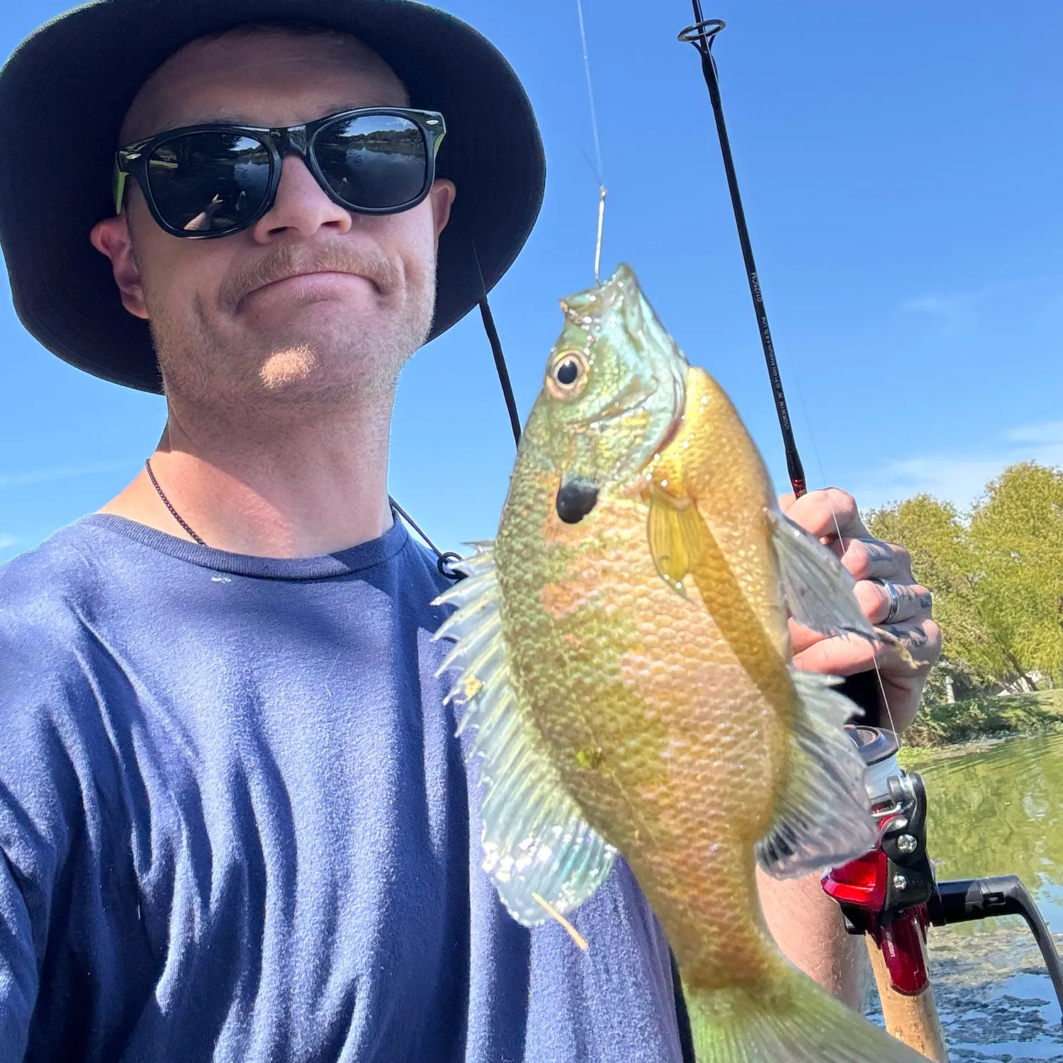 Bluegill caught on Fishbrain