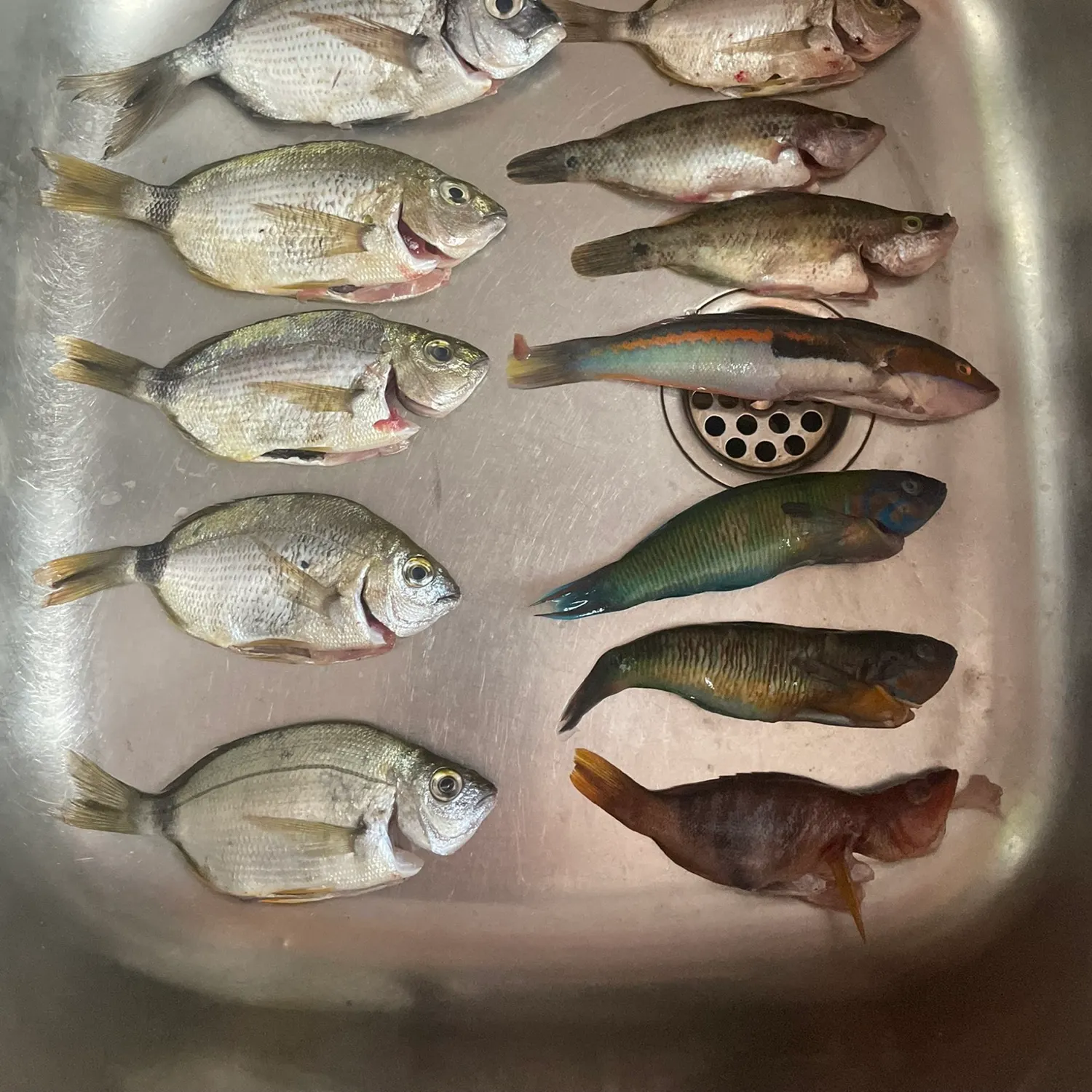 The most recent Cape white seabream catches on Fishbrain