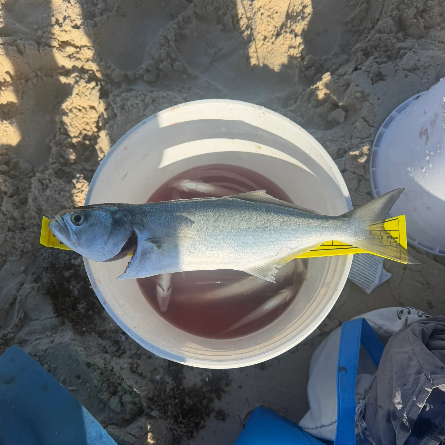 The most recent Bluefish catches on Fishbrain