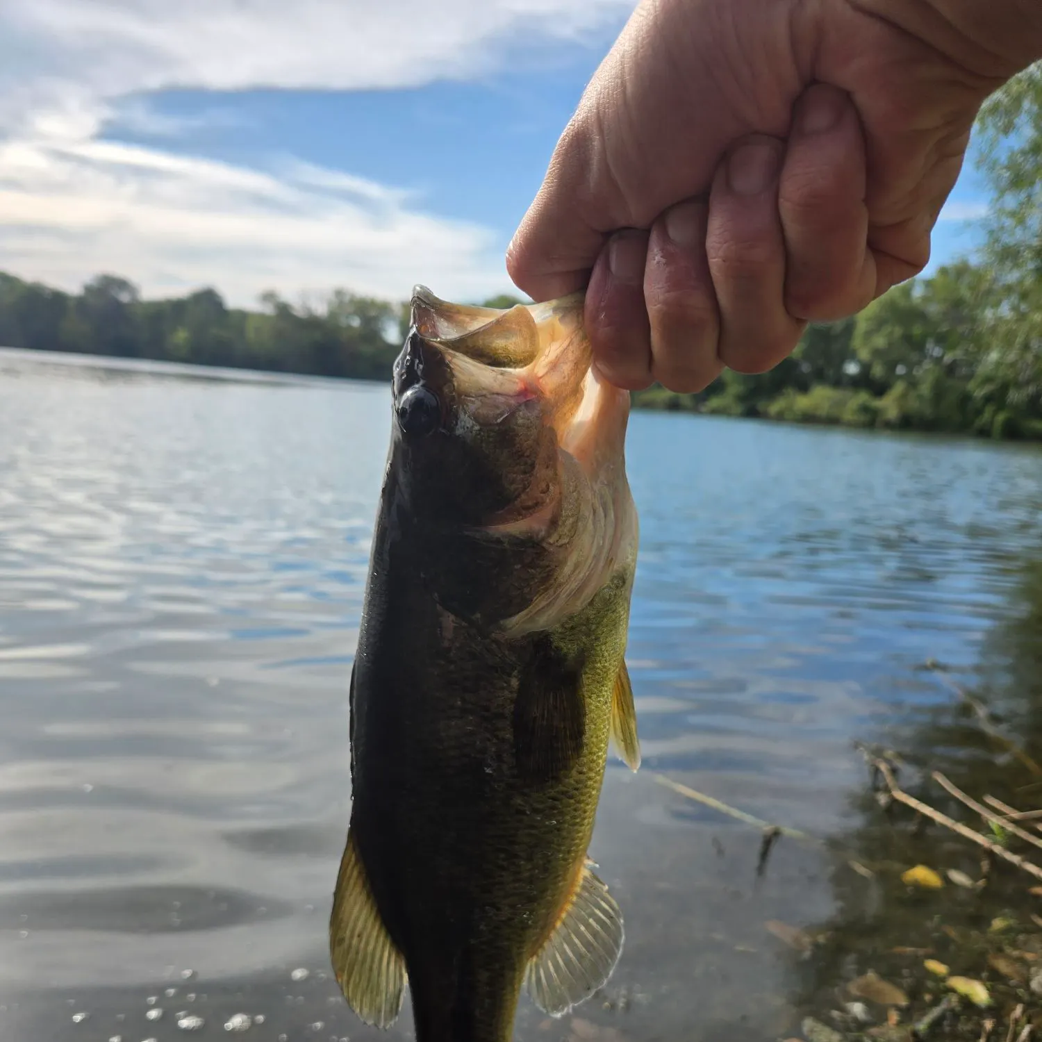 Largemouth bass caught on Fishbrain