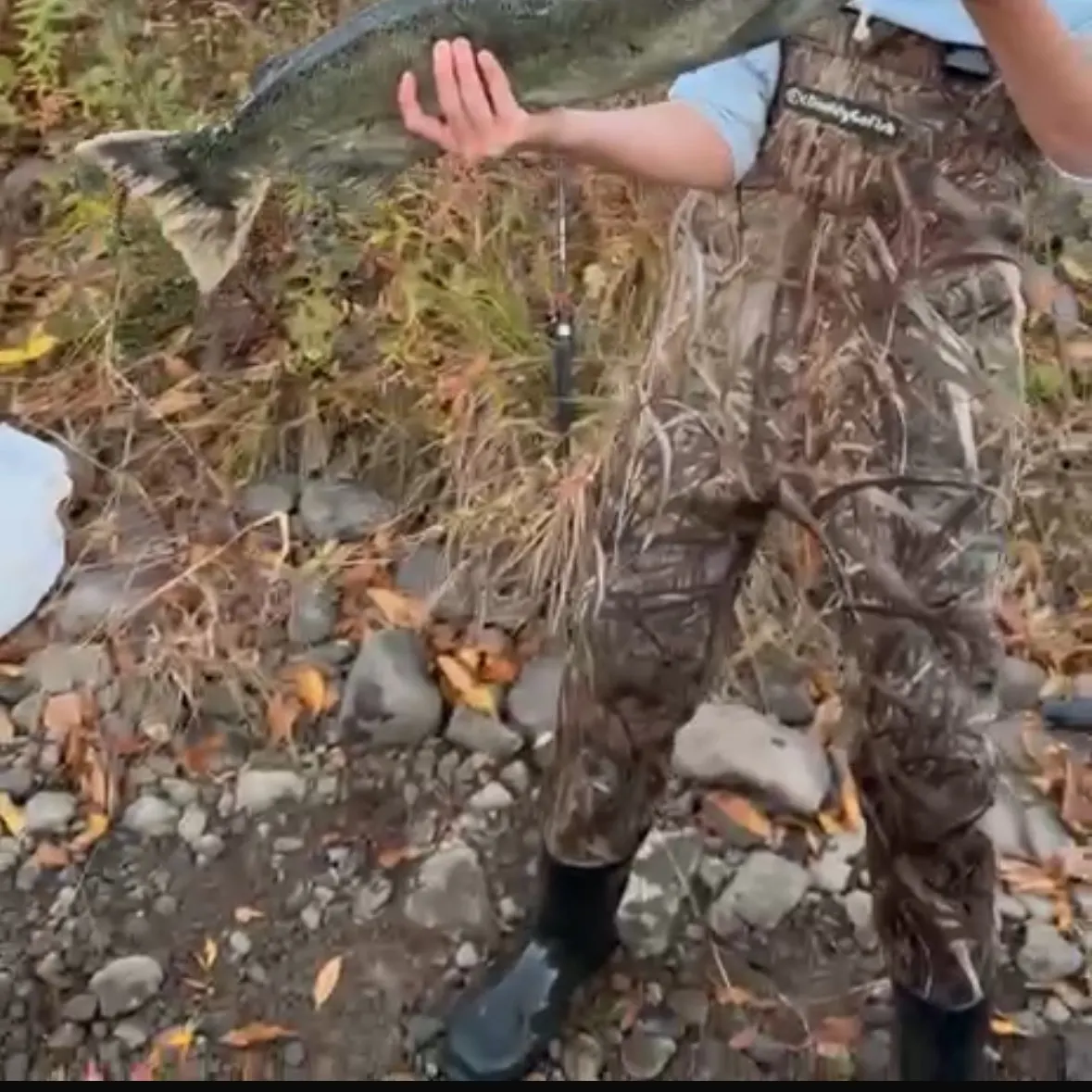 Chinook salmon caught on Fishbrain