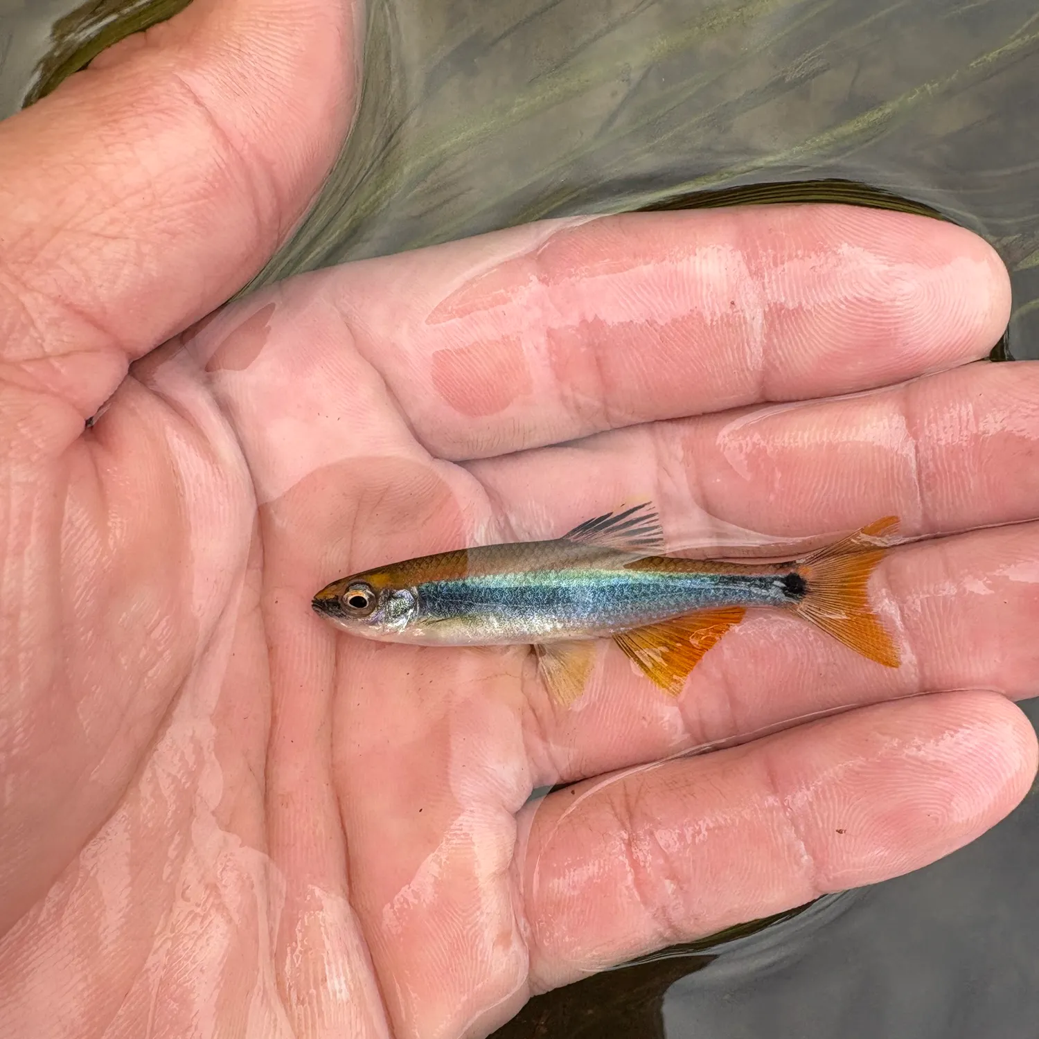 The most recent Sailfin shiner catches on Fishbrain