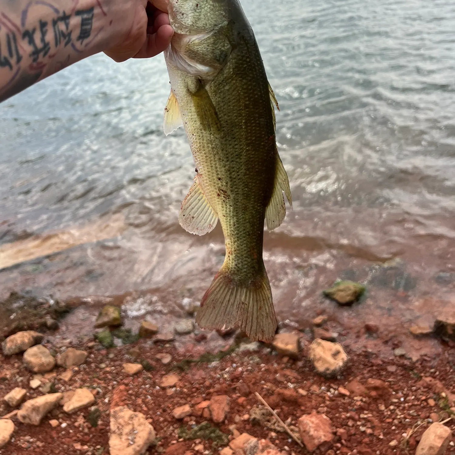 Largemouth bass caught on Fishbrain