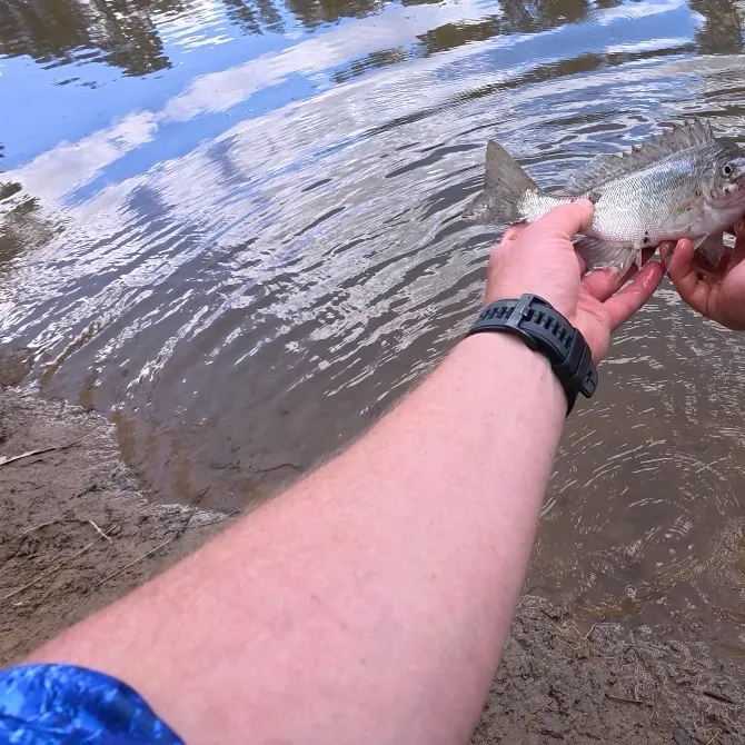 The most recent Bidyan perch catches on Fishbrain