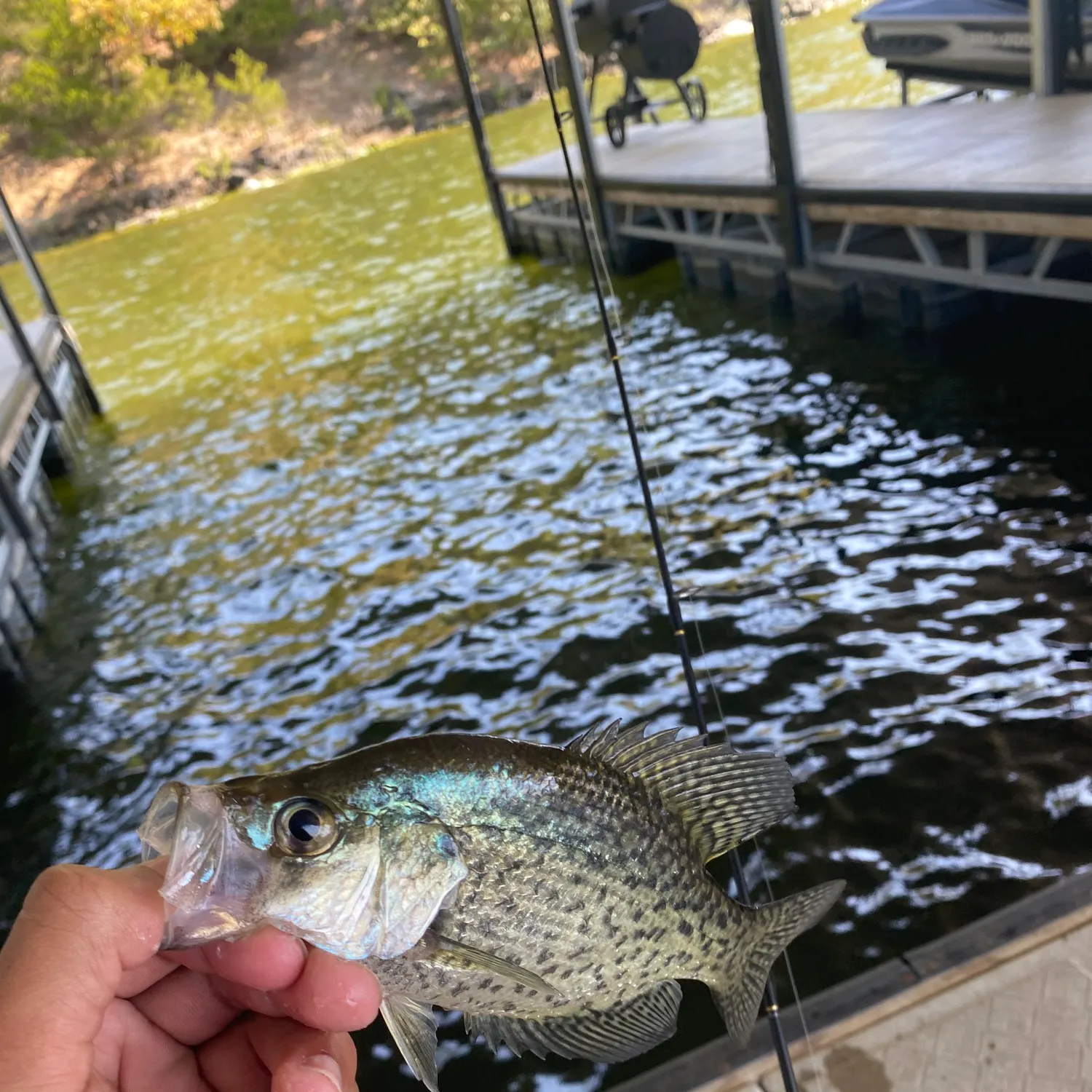 Black crappie caught on Fishbrain
