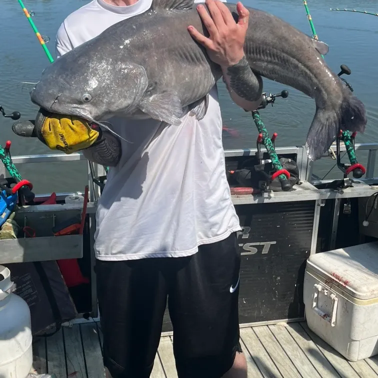 Blue catfish caught on Fishbrain