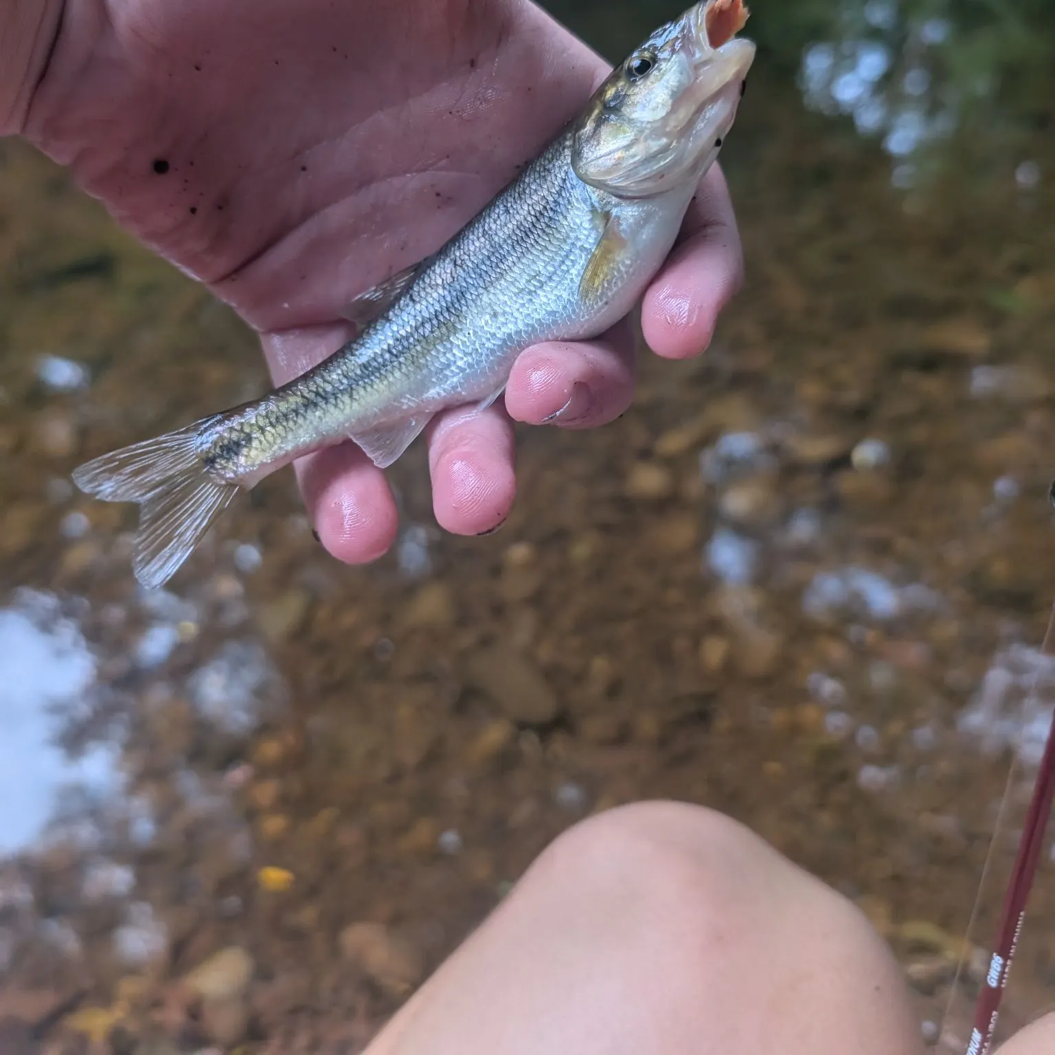 Creek chub caught on Fishbrain