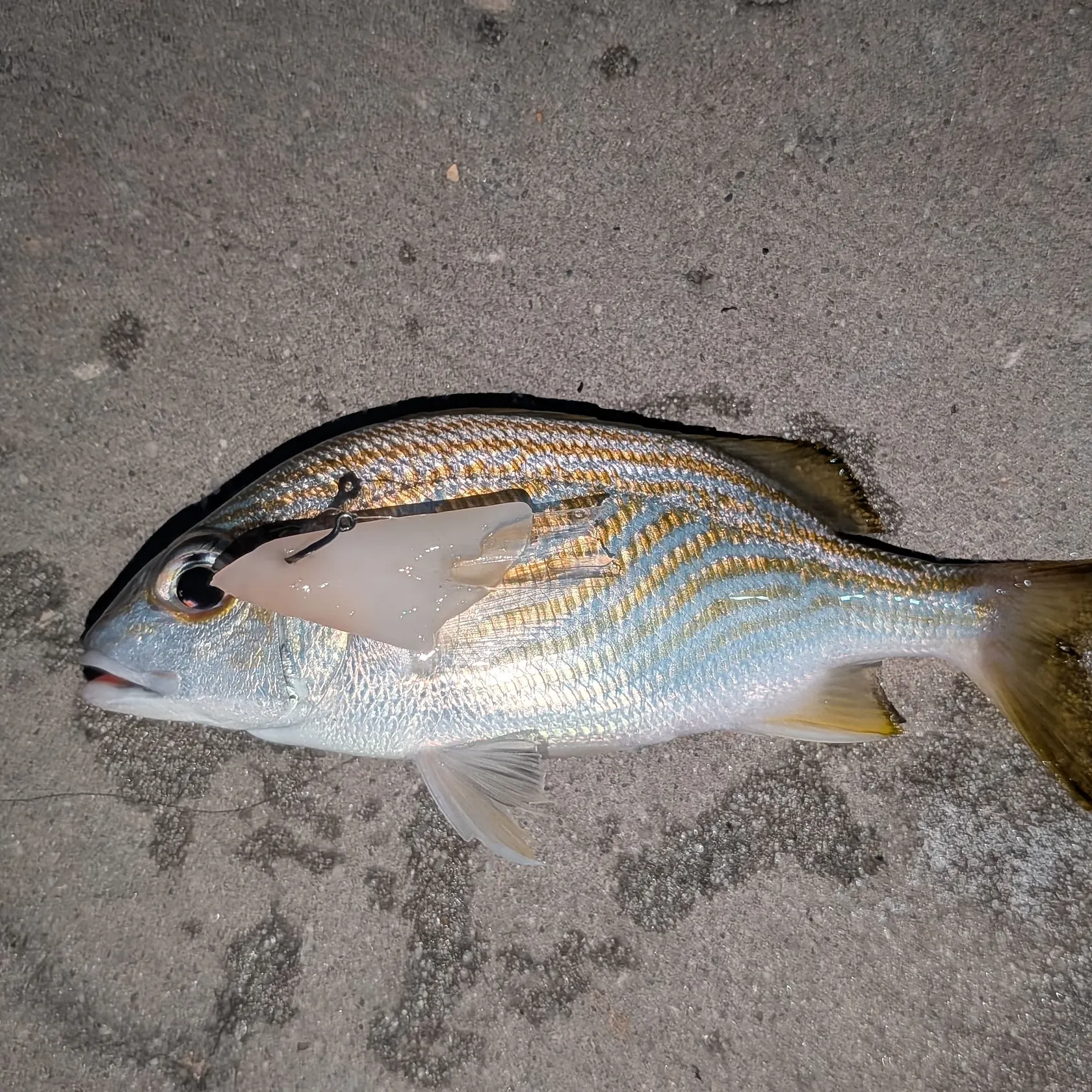The most recent French grunt catches on Fishbrain