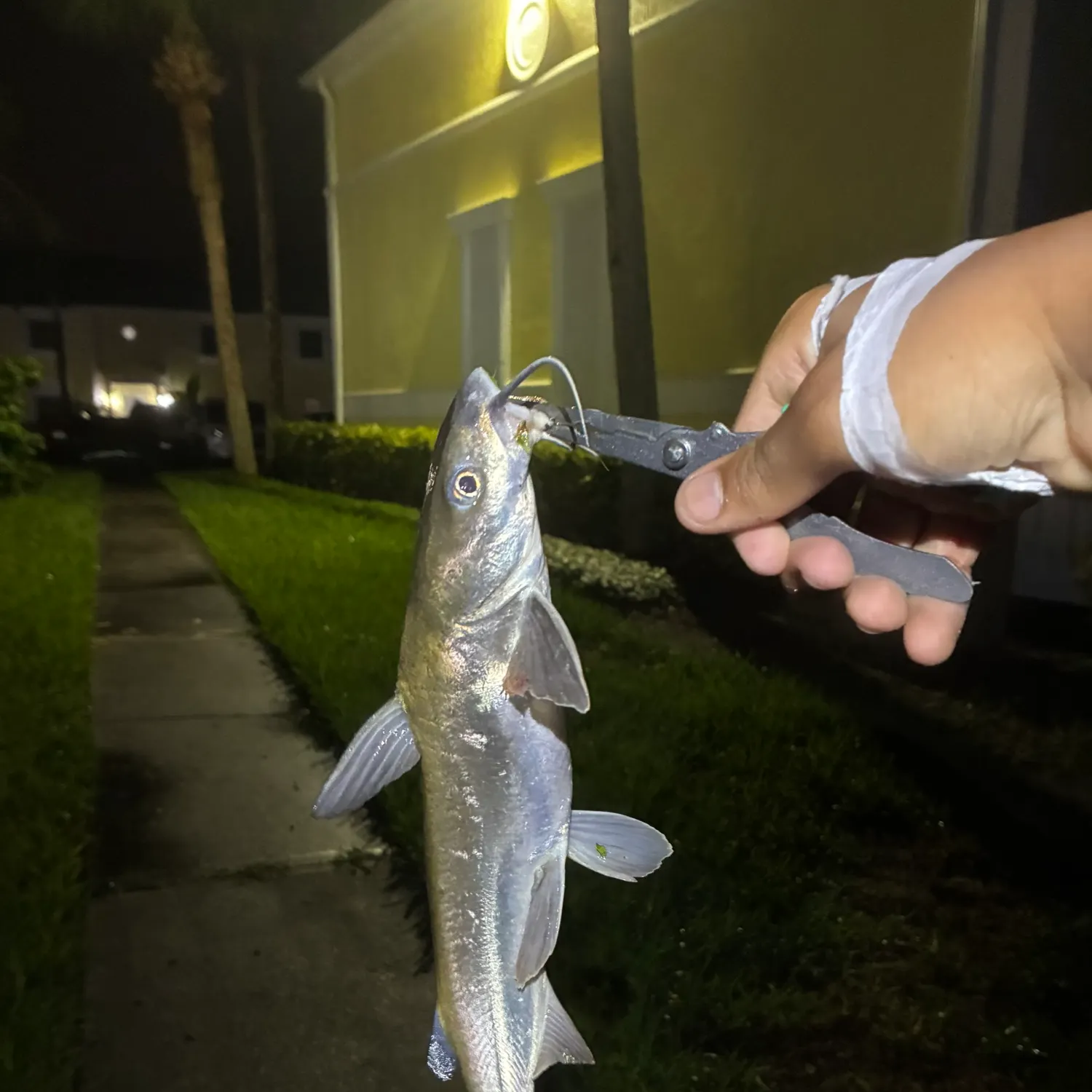 Gafftopsail sea catfish caught on Fishbrain