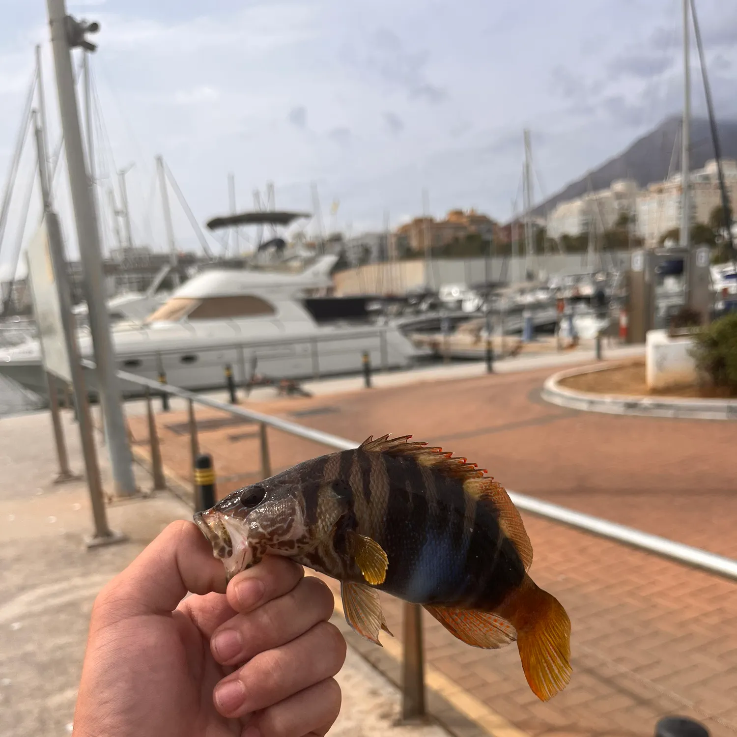 The most recent Painted comber catches on Fishbrain