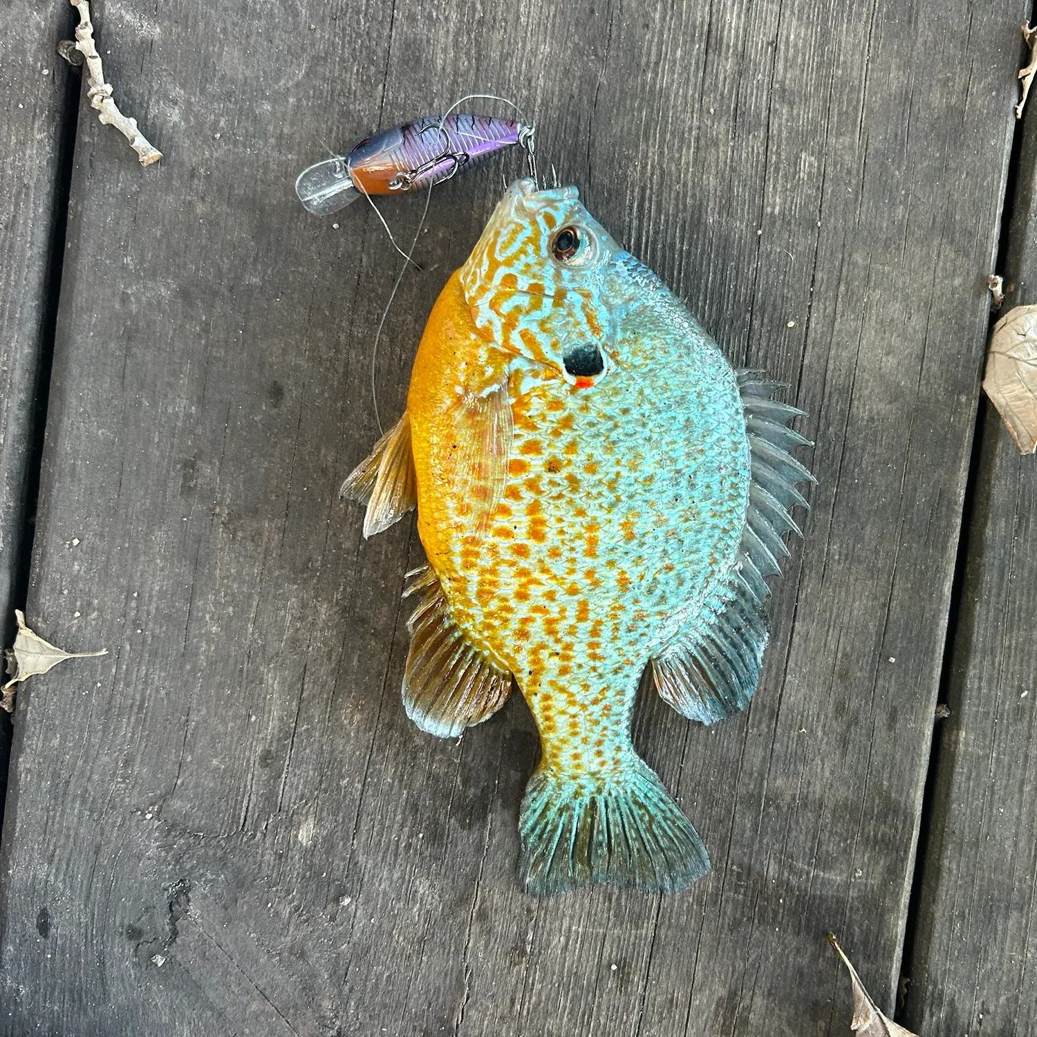 Longear sunfish caught on Fishbrain