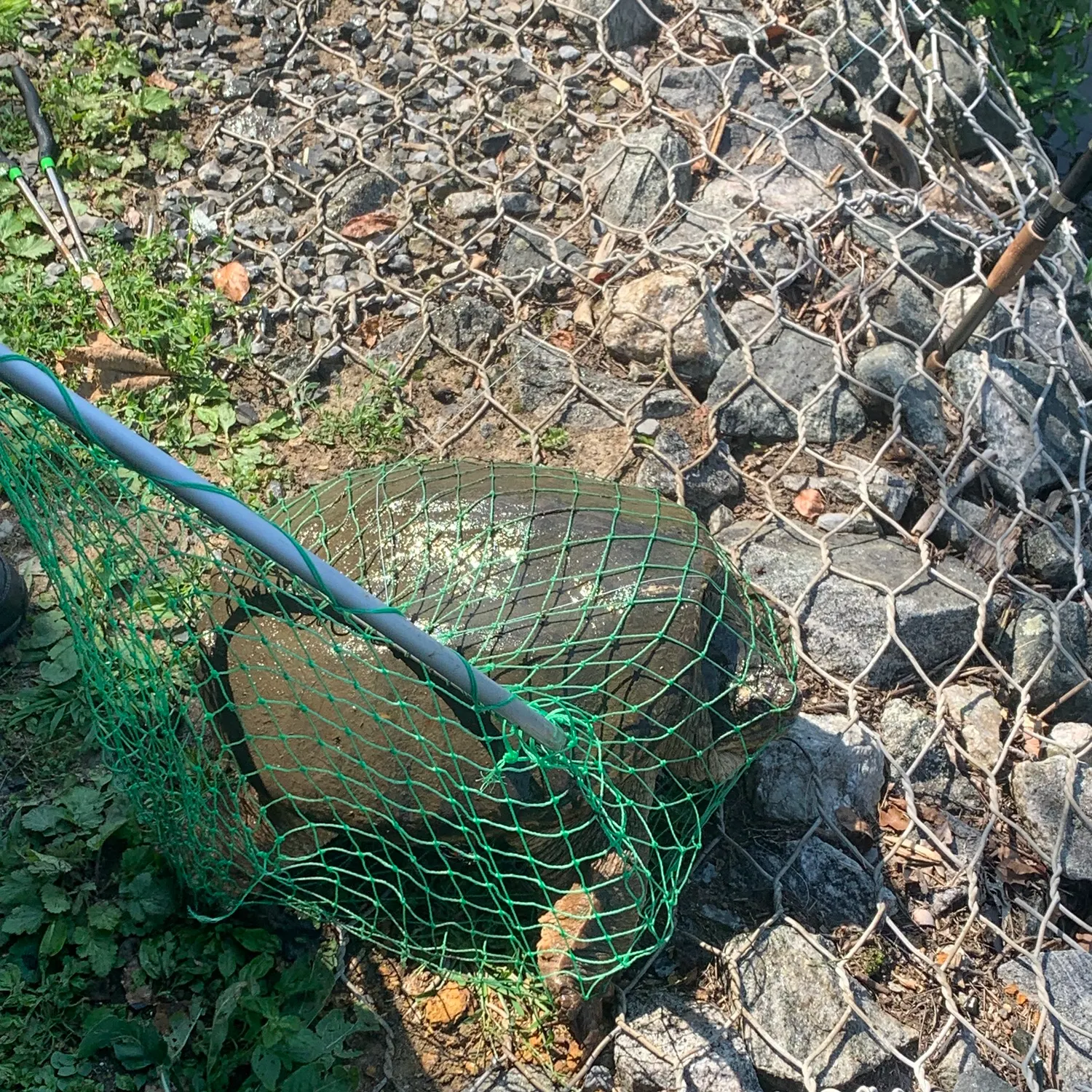 Common snapping turtle caught on Fishbrain