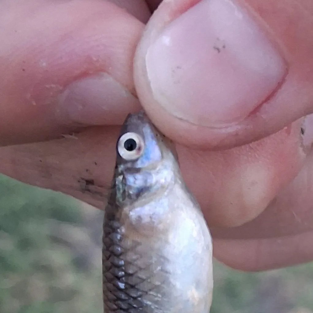 The most recent Western mosquitofish catches on Fishbrain