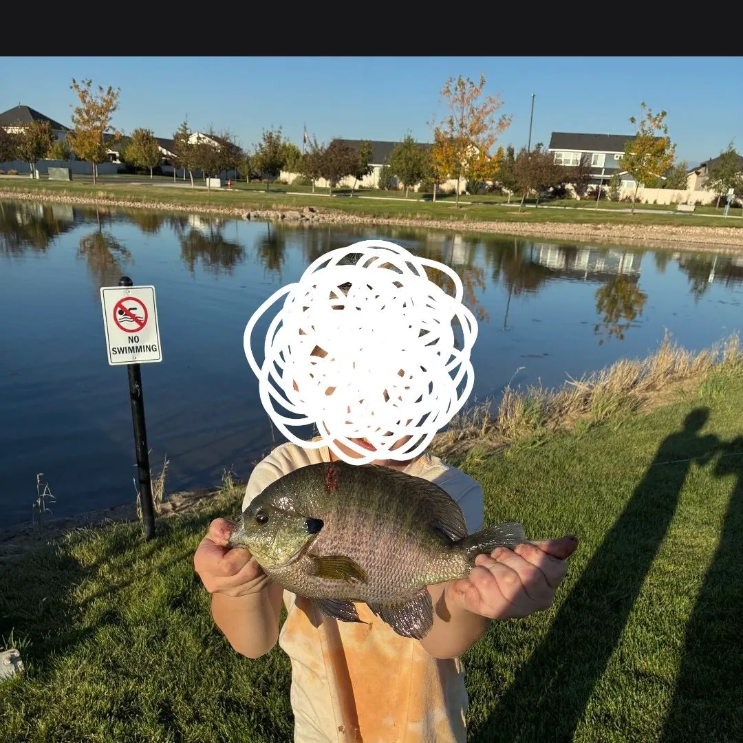 Bluegill caught on Fishbrain