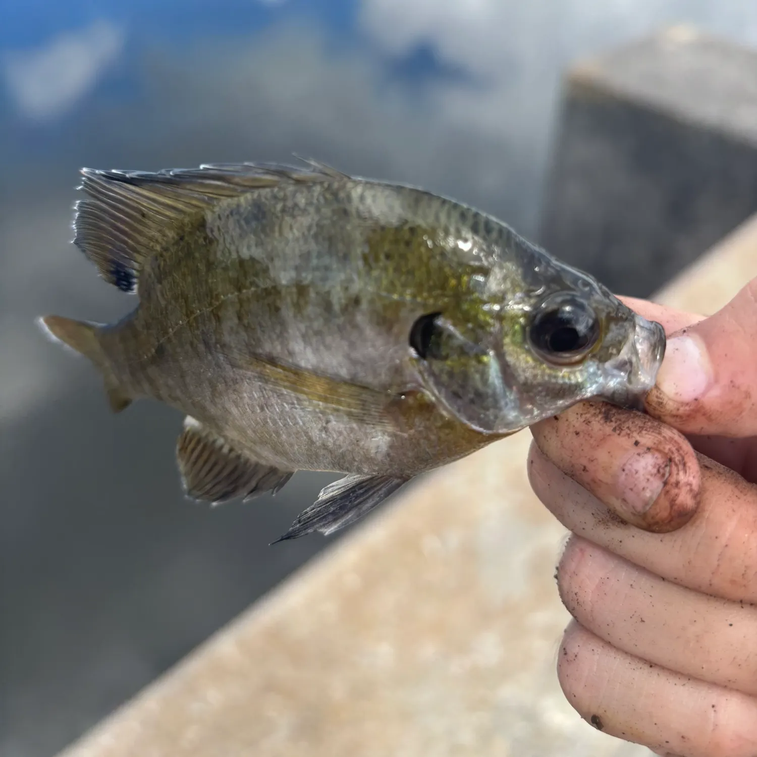 The most recent Greengill hybrid catches on Fishbrain