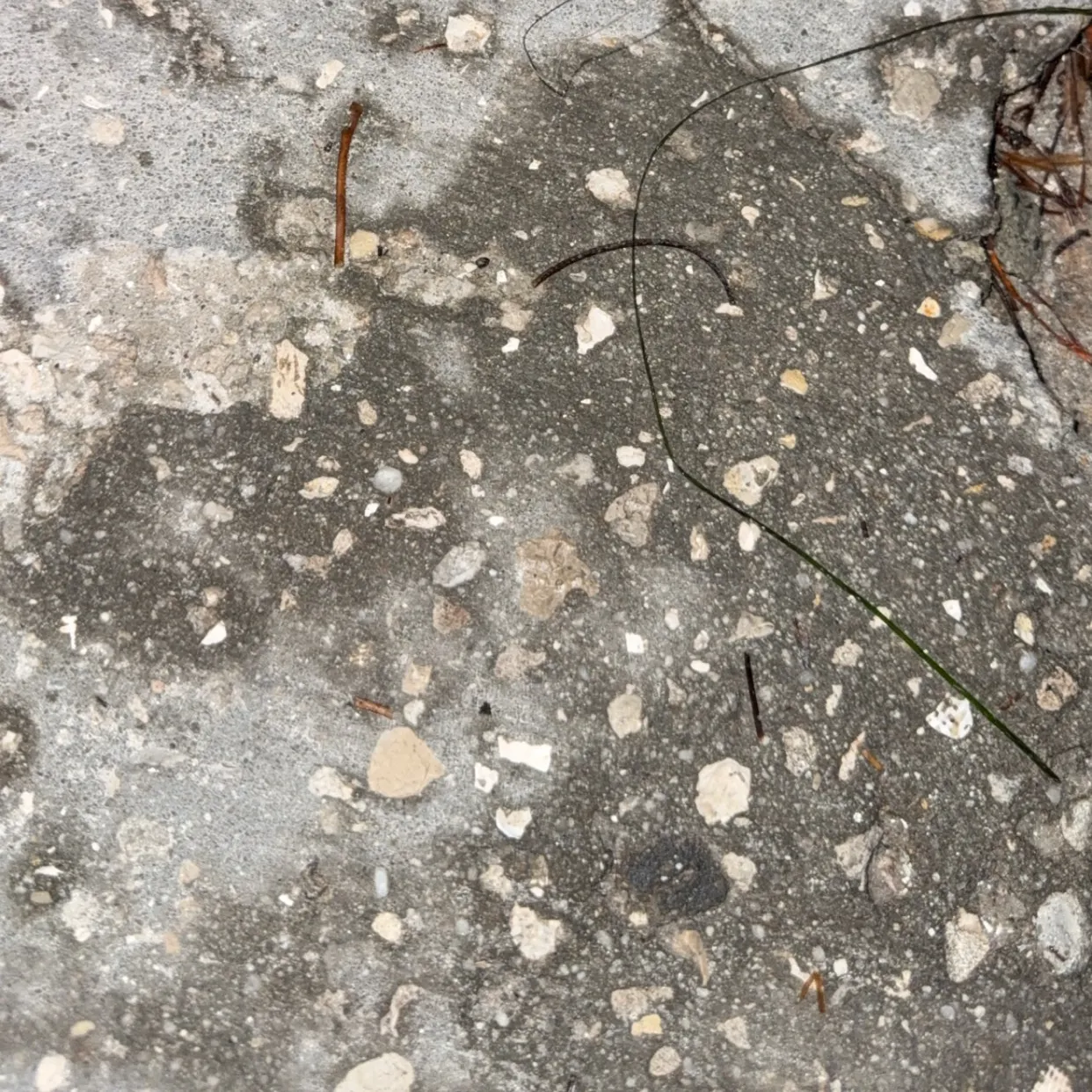 The most recent Three-spined frogfish catches on Fishbrain