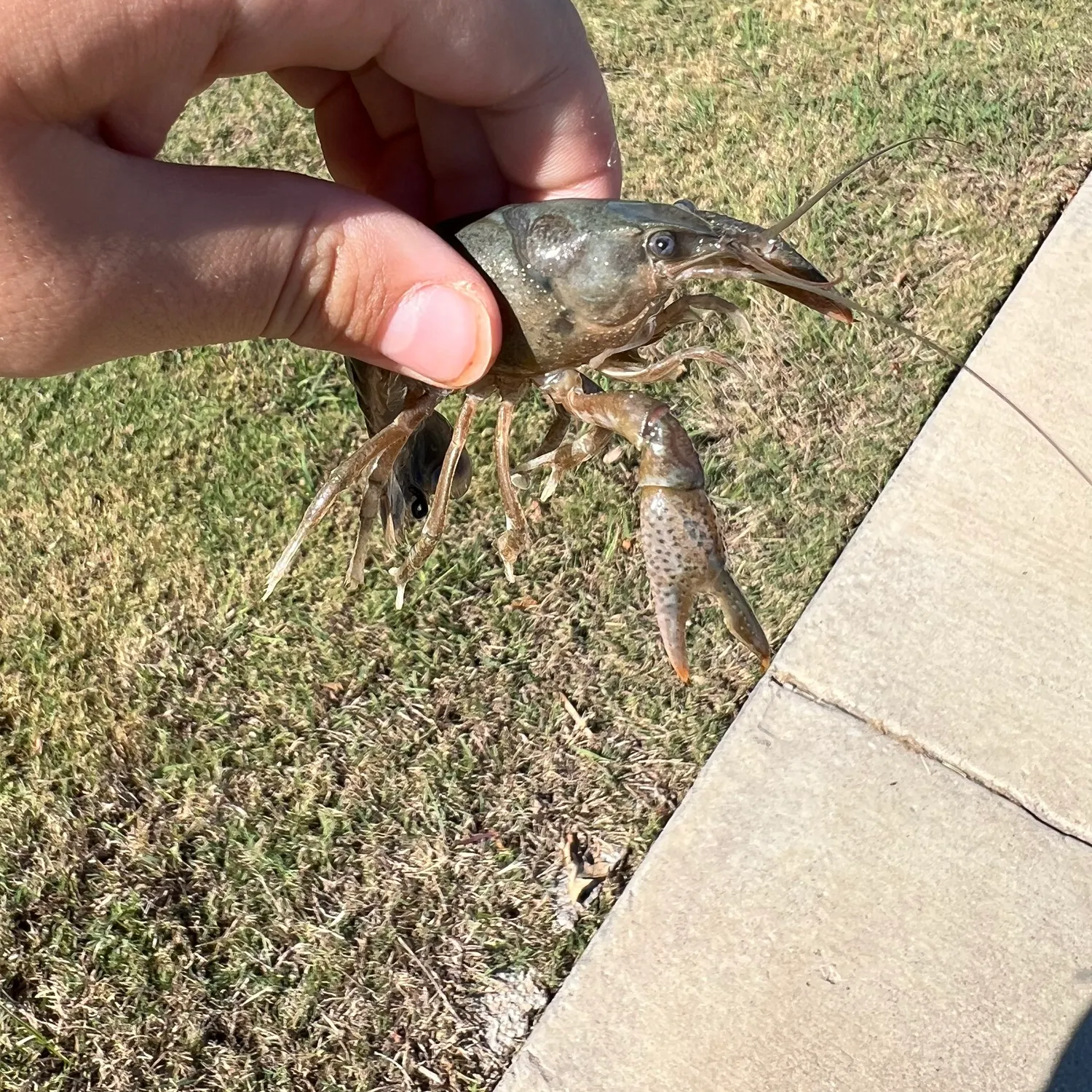 The most recent Big water crayfish catches on Fishbrain